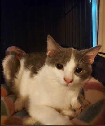 Peanut, Adoptable, Young Male American Shorthair.