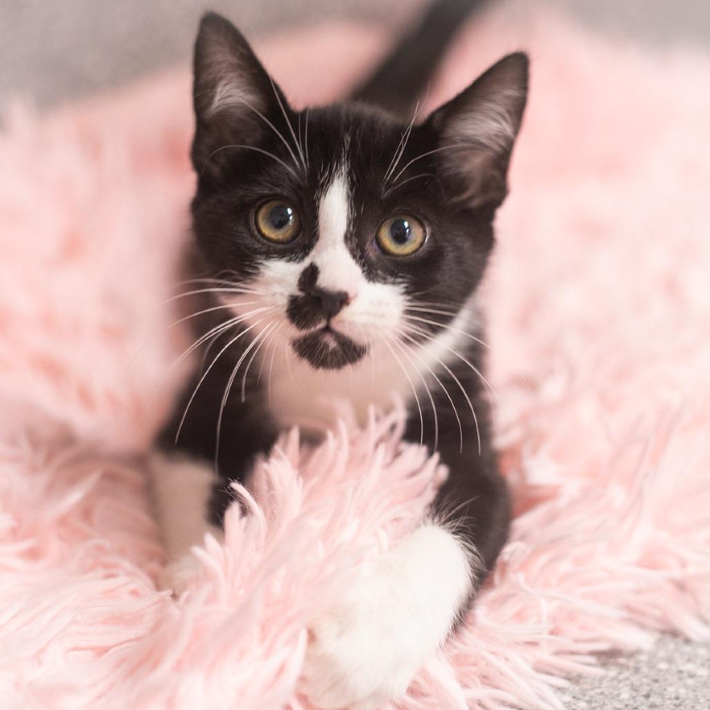 Senova, Adoptable, Kitten Female Domestic Short Hair.