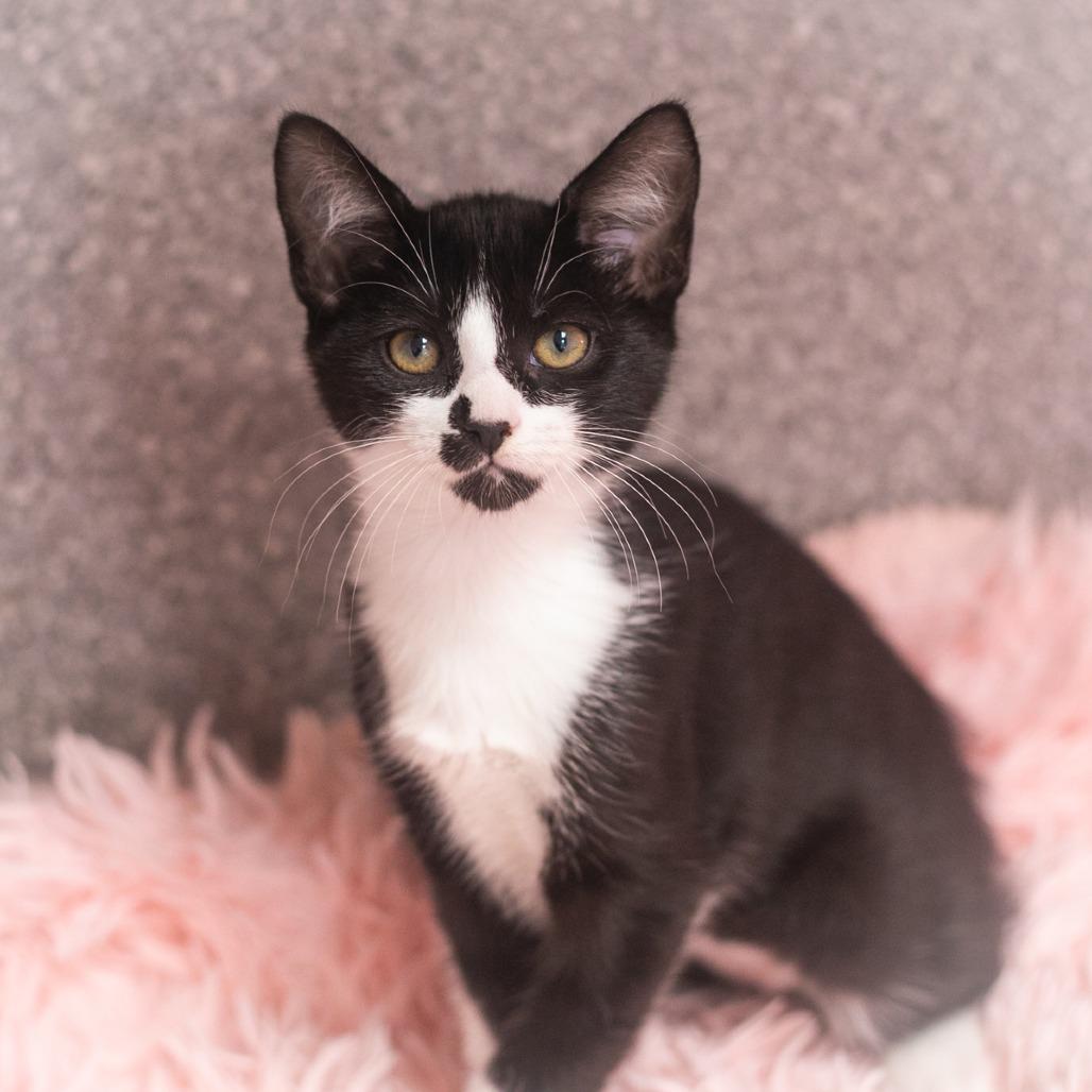 Senova, a Adoptable Domestic Short Hair in St. Augustine, FL image 2/4