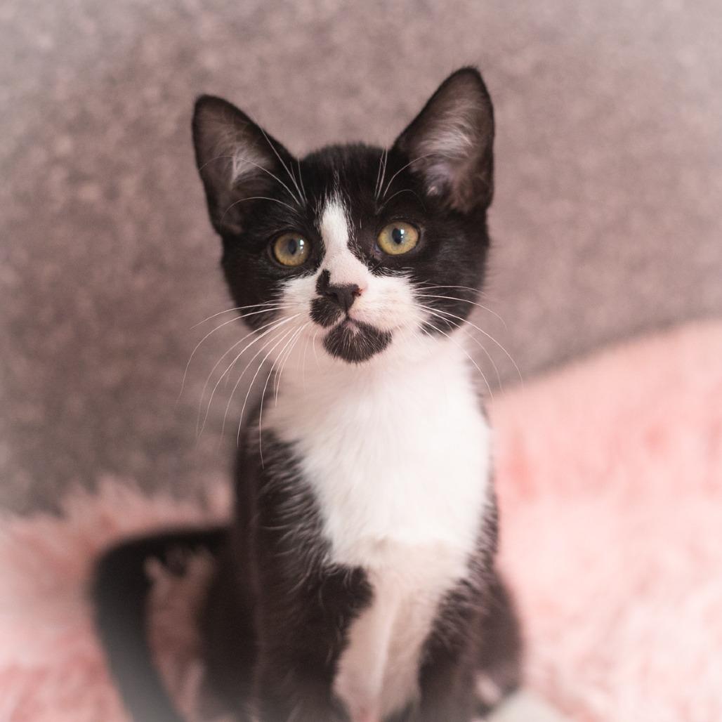 Senova, a Adoptable Domestic Short Hair in St. Augustine, FL image 4/4