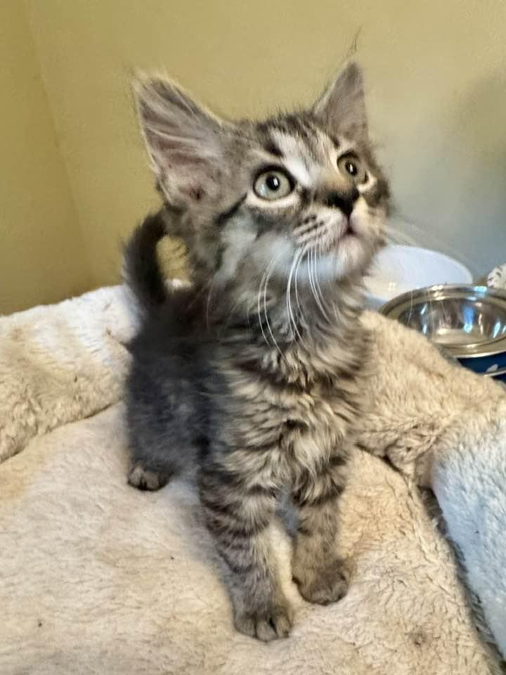 Enlarge Sailor, a Adopted mixed breed in Columbia, SC image 1/2