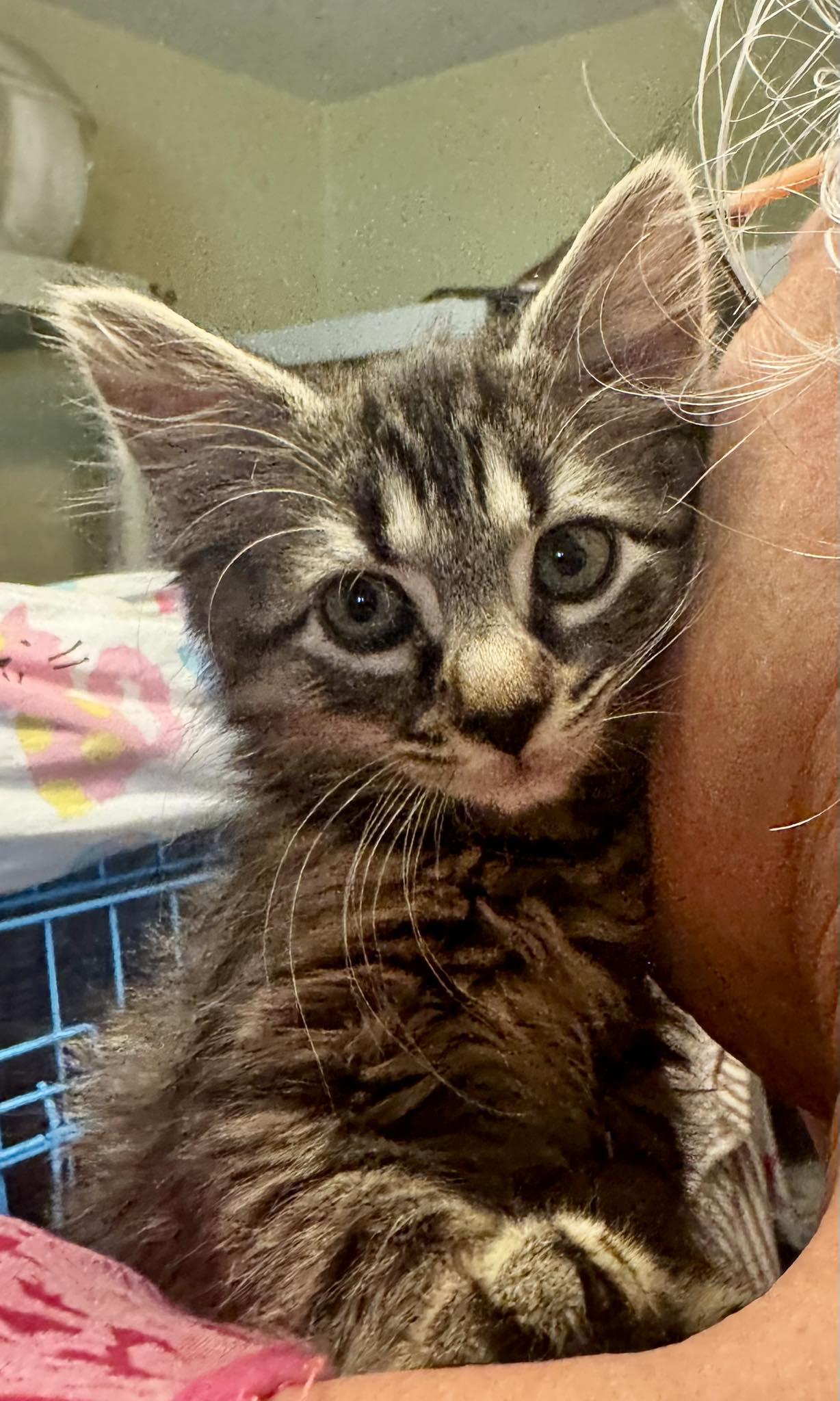 Enlarge Sailor, a Adopted mixed breed in Columbia, SC image 2/2