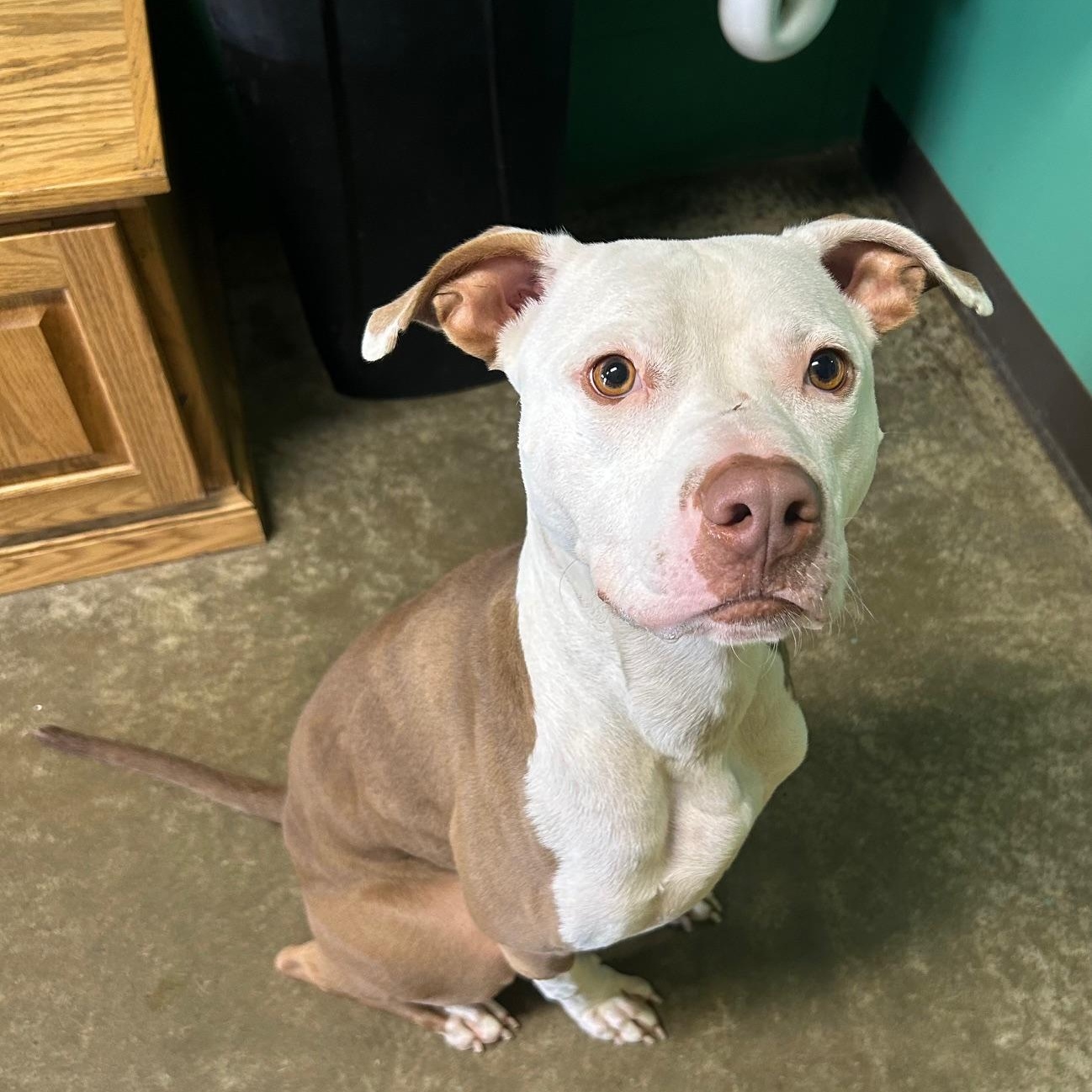 Comet, Adoptable, Adult Male Pit Bull Terrier.
