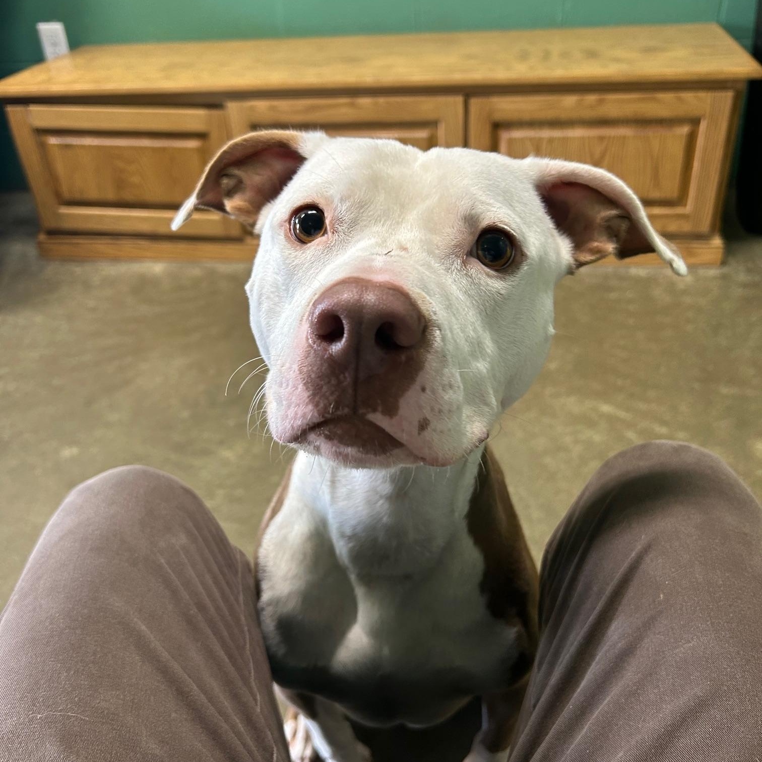 Enlarge Comet, a Adoptable mixed breed in Seneca, PA image 2/4