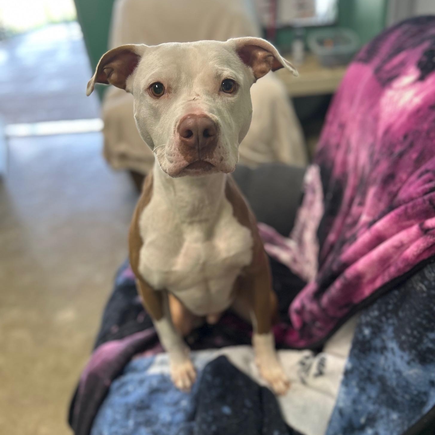 Enlarge Comet, a Adoptable mixed breed in Seneca, PA image 3/4