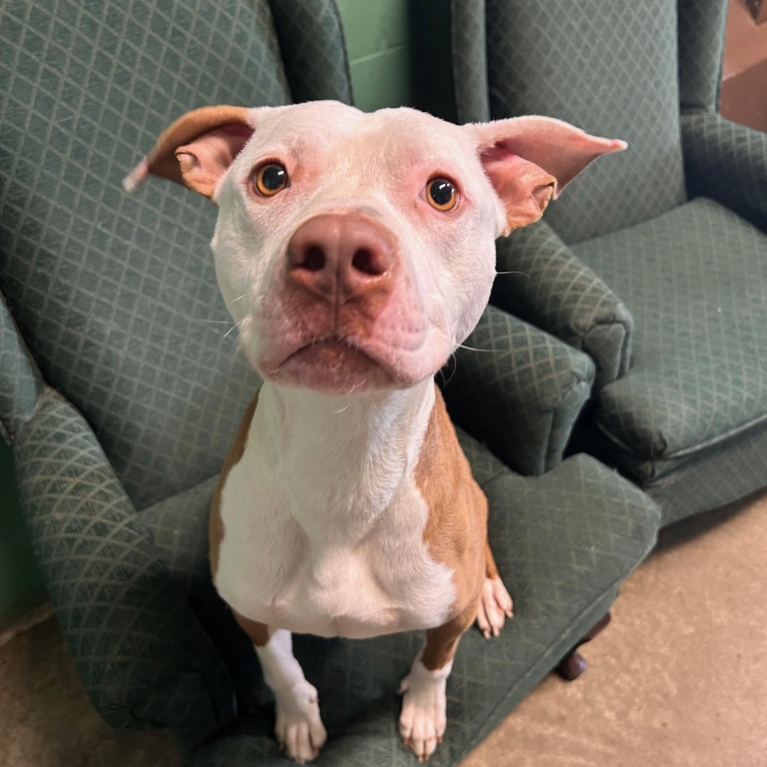 Enlarge Comet, a Adoptable mixed breed in Seneca, PA image 4/4