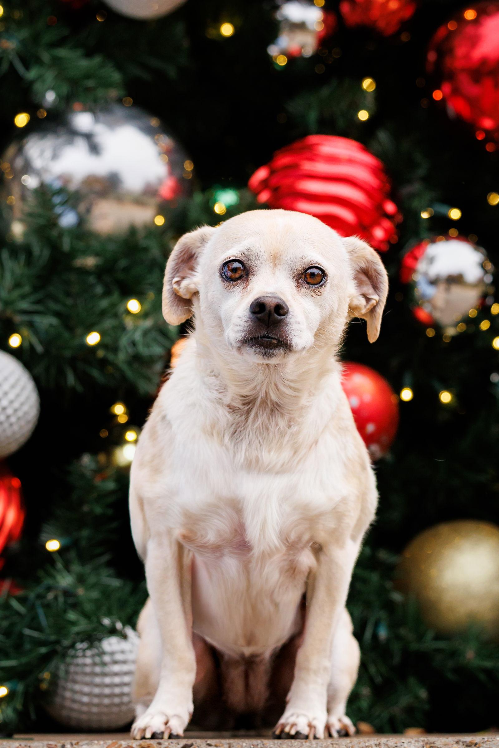 Enlarge Precious, a Adoptable mixed breed in McKinney, TX image 1/3