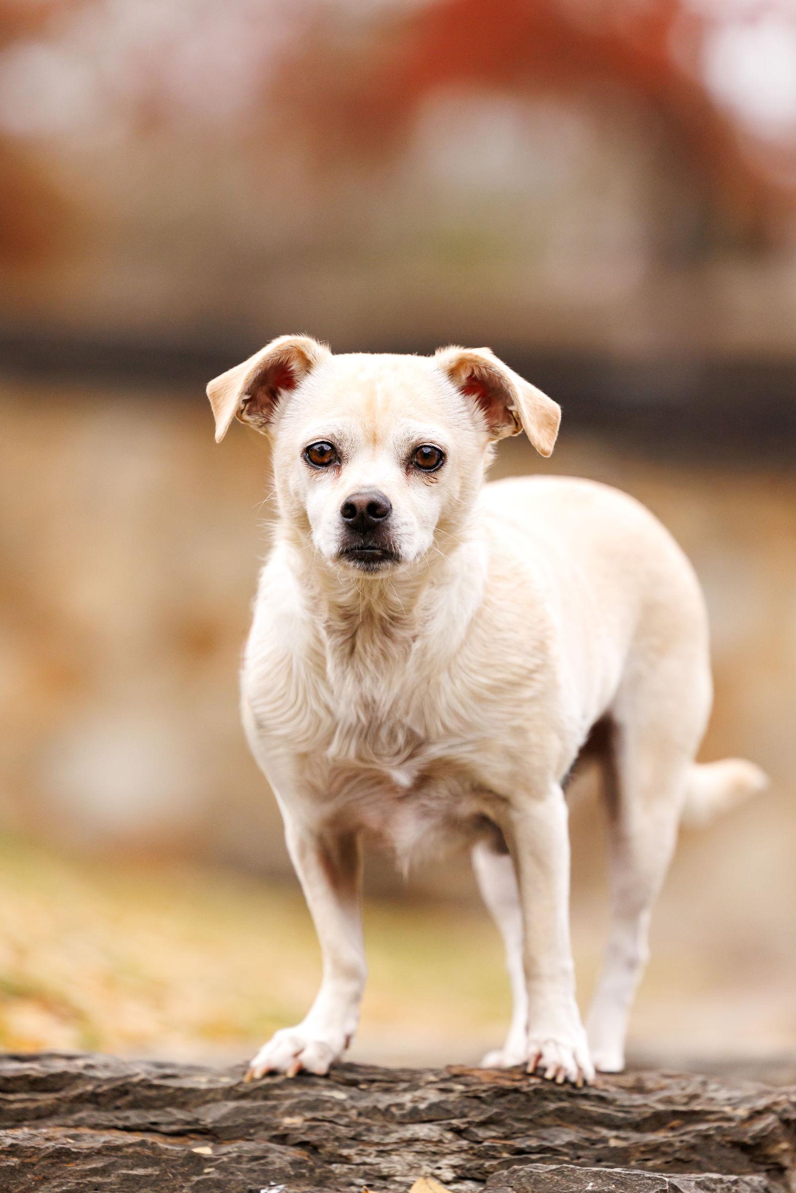 Enlarge Precious, a Adoptable mixed breed in McKinney, TX image 2/3