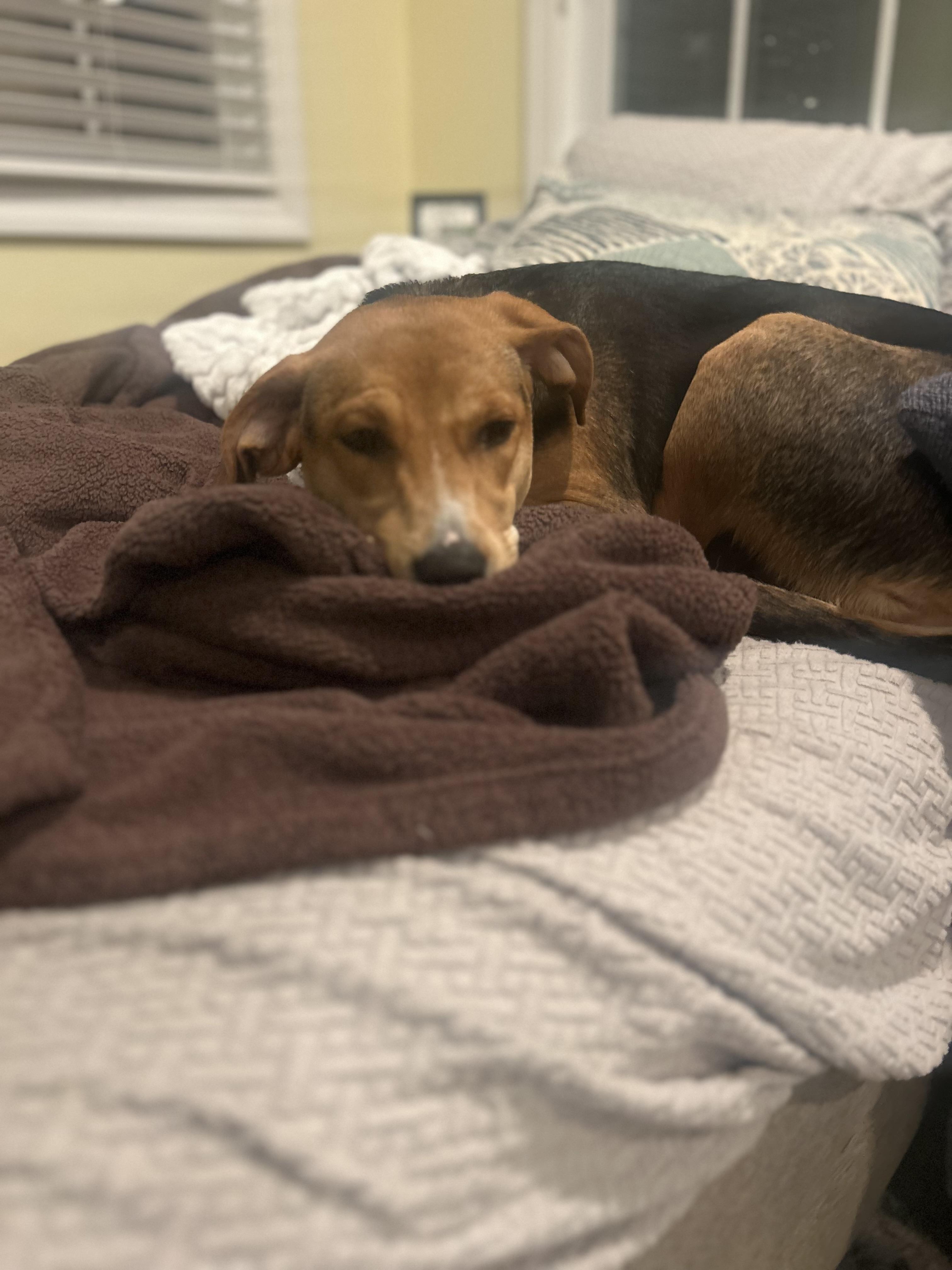 Enlarge Gia, a ADOPTABLE mixed breed in Succasunna, NJ image 3/3