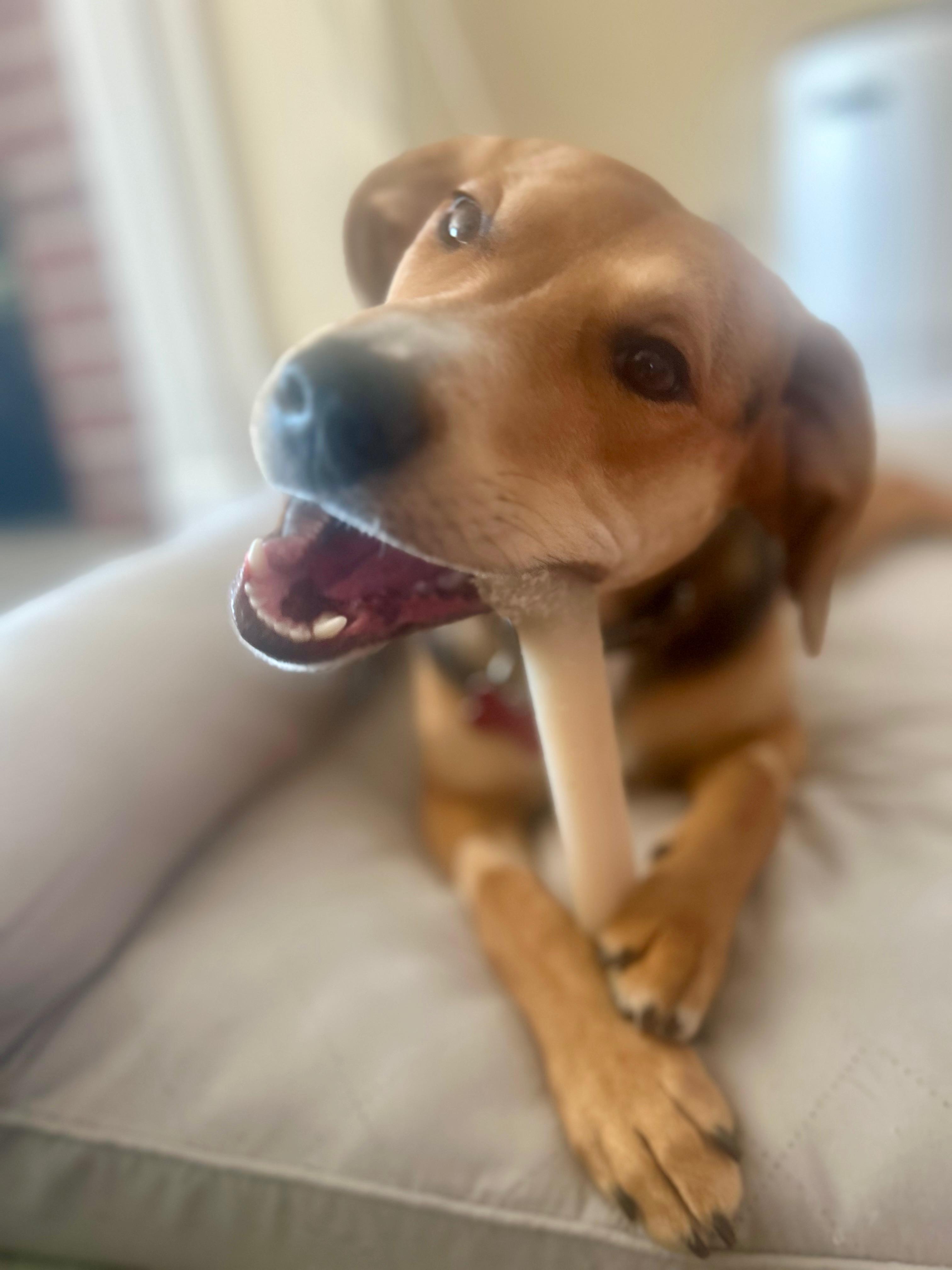 Gia, ADOPTABLE, Young Female Beagle & Hound.