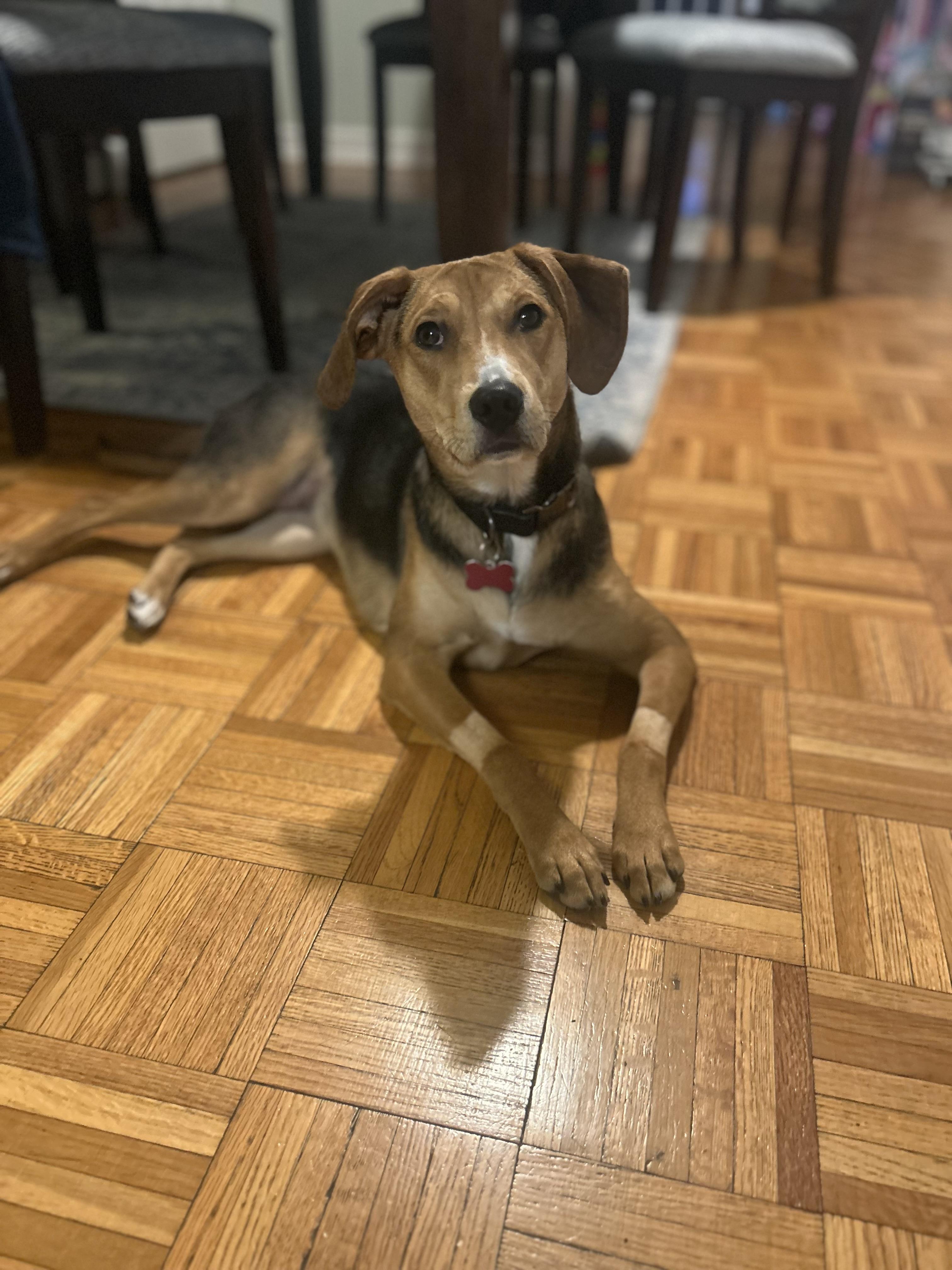 Enlarge Gia, a ADOPTABLE mixed breed in Succasunna, NJ image 2/3