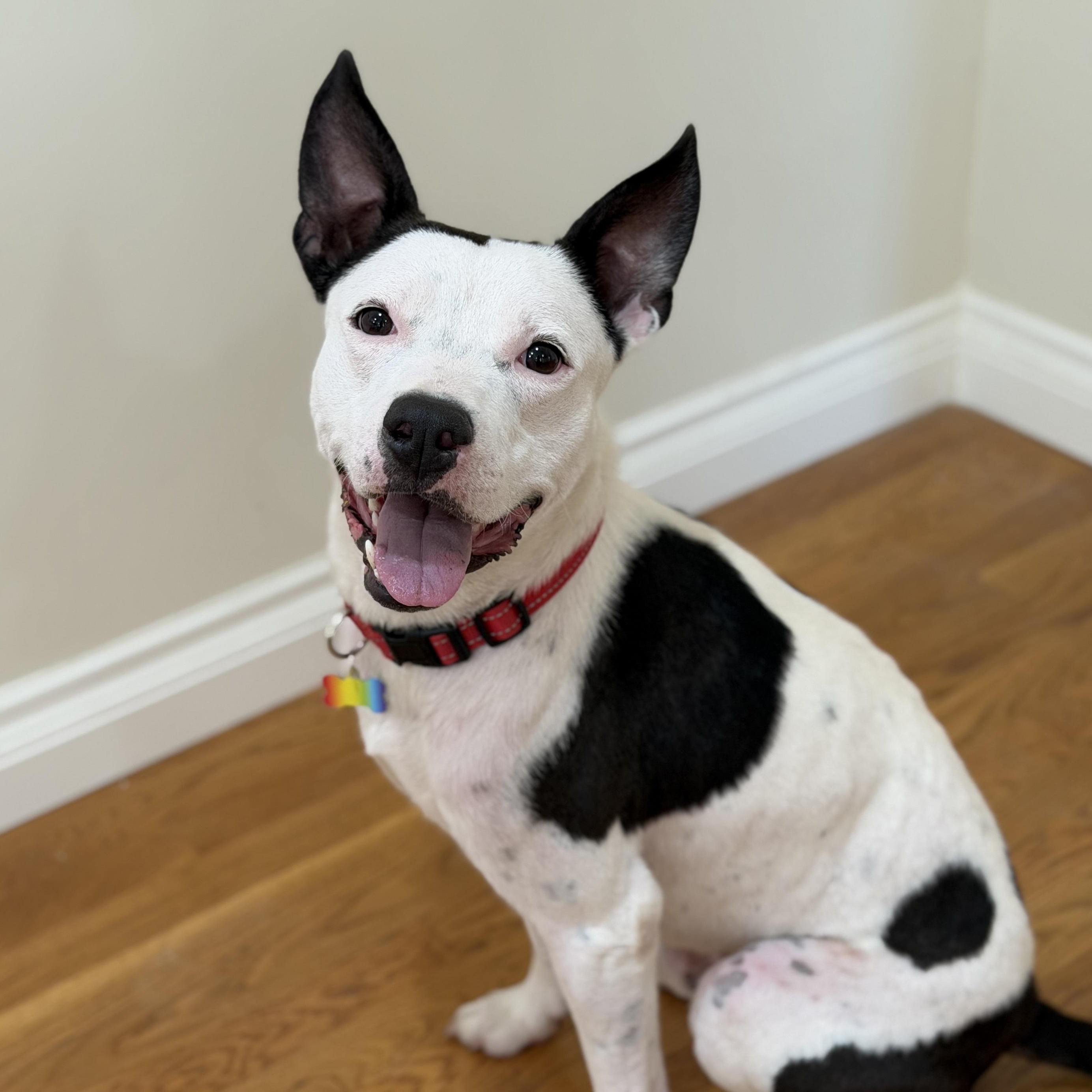 Enlarge Gambino , a ADOPTABLE mixed breed in Rancho Palos Verdes, CA image 1/6