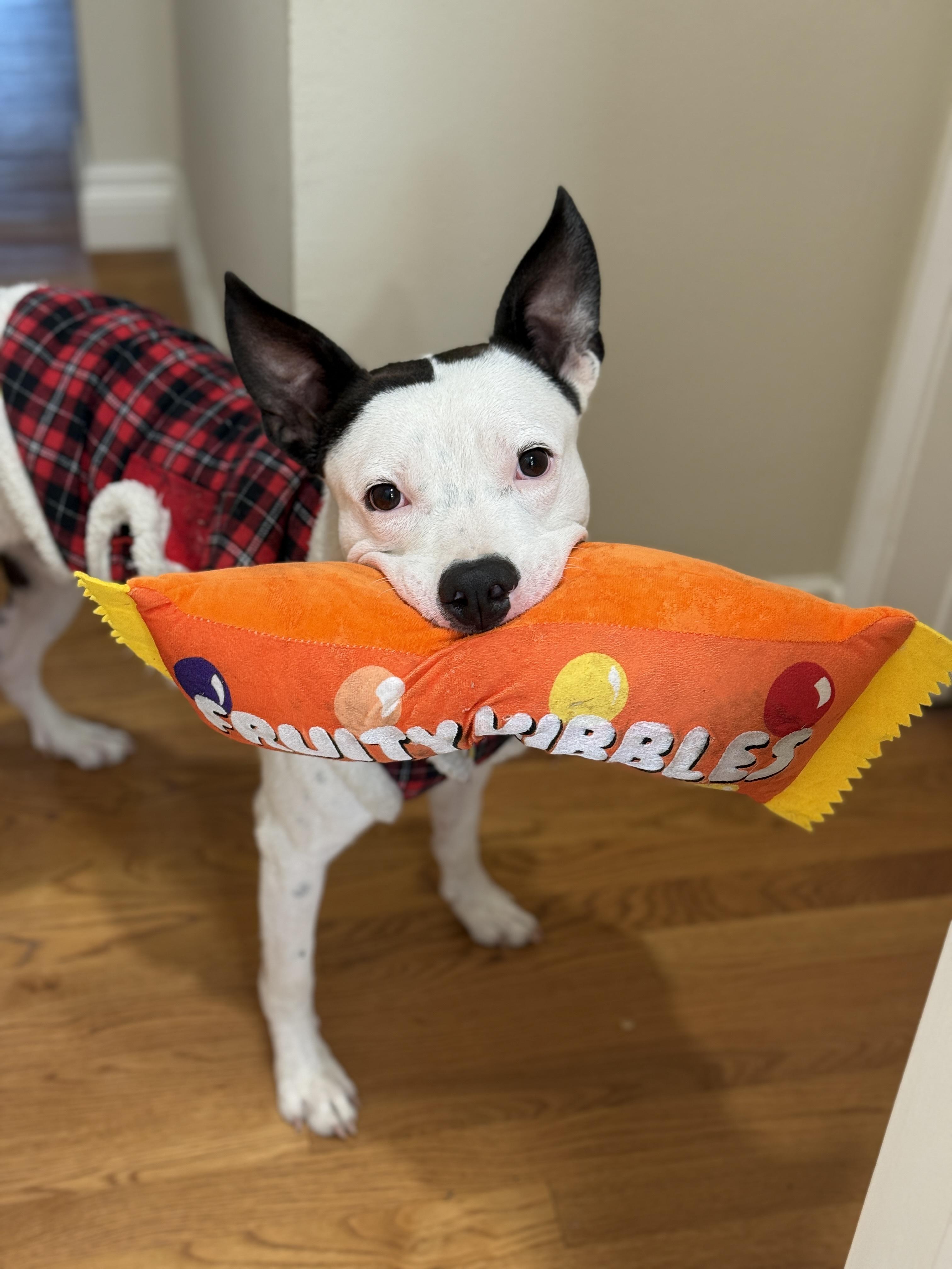 Enlarge Gambino , a ADOPTABLE mixed breed in Rancho Palos Verdes, CA image 5/6