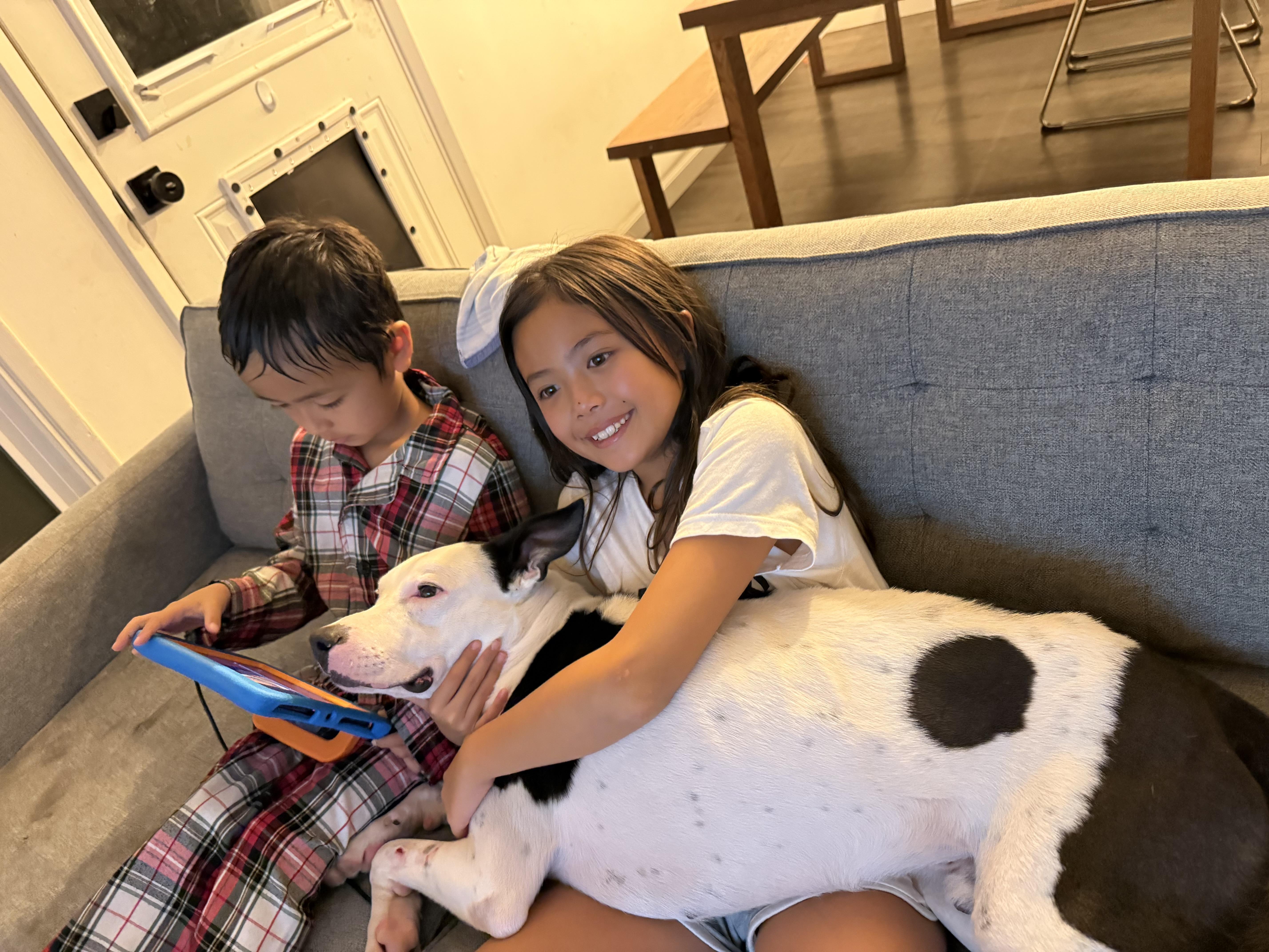 Enlarge Gambino , a ADOPTABLE mixed breed in Rancho Palos Verdes, CA image 6/6