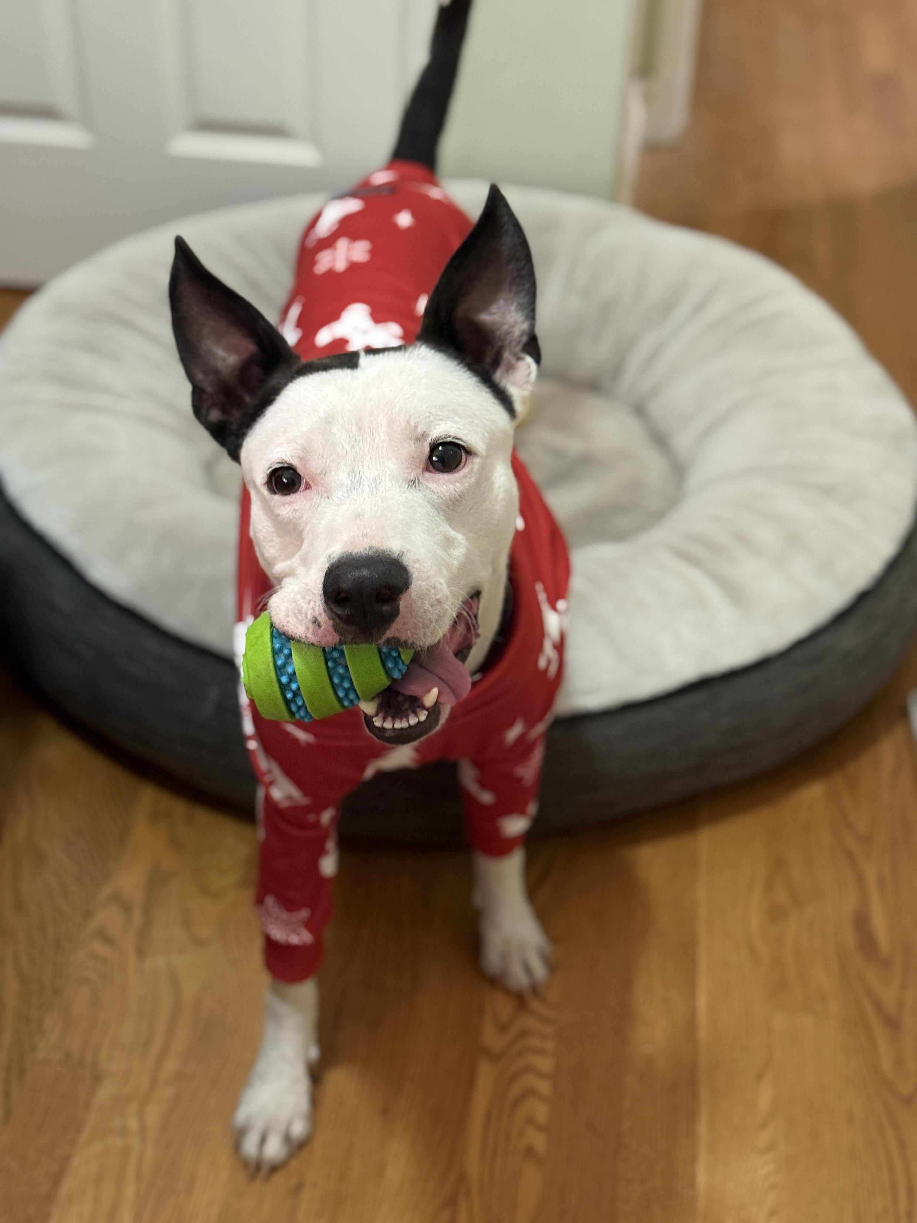 Enlarge Gambino , a ADOPTABLE mixed breed in Rancho Palos Verdes, CA image 3/6