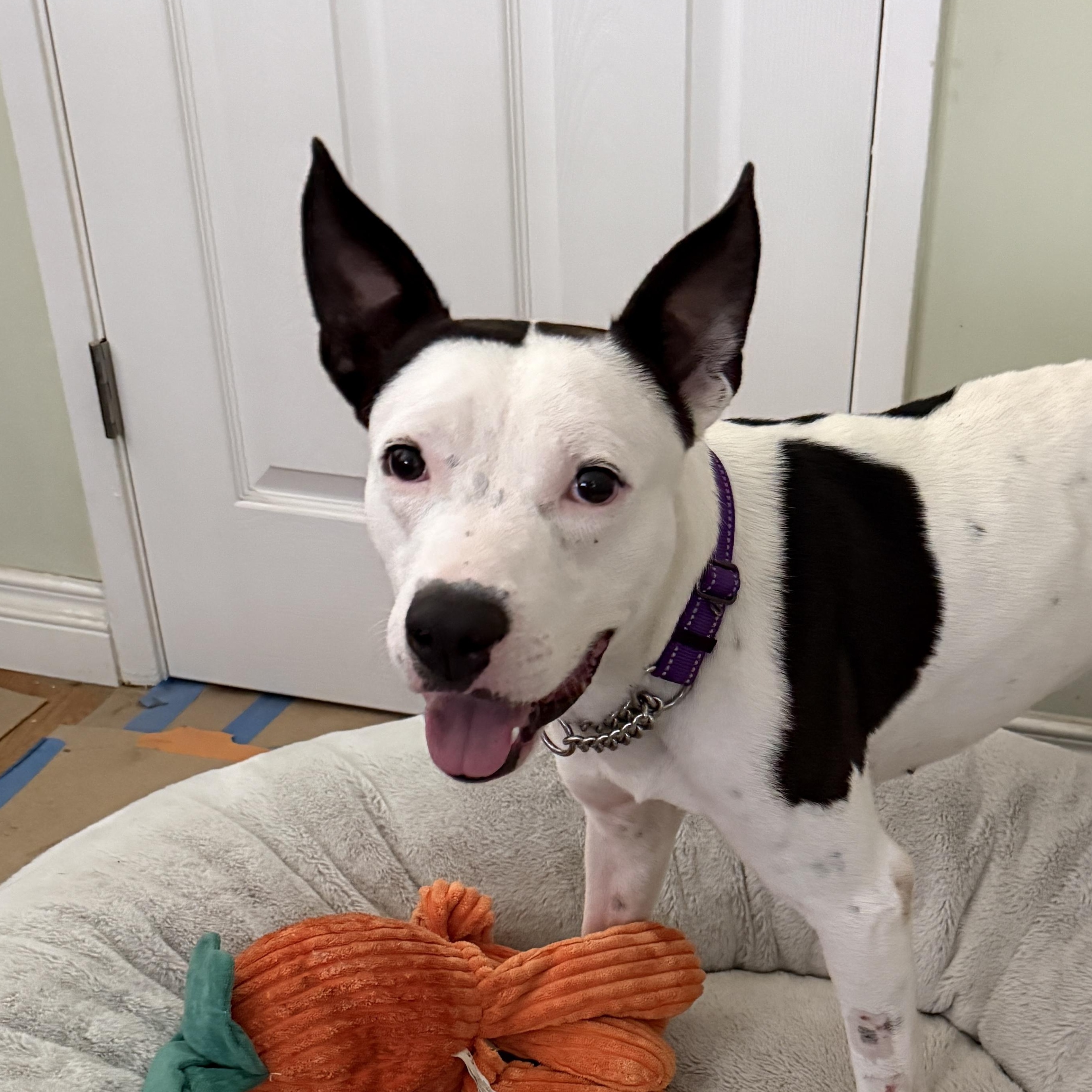 Enlarge Gambino , a ADOPTABLE mixed breed in Rancho Palos Verdes, CA image 4/6