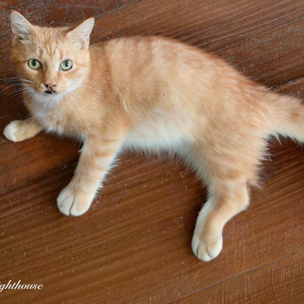 Oona, Adoptable, Young Female Domestic Short Hair.