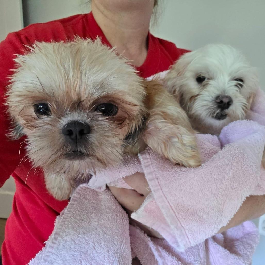 Enlarge Healy, a Adoptable Shih Tzu in St. Charles, IL image 1/6