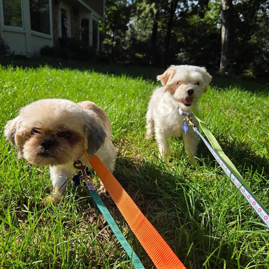 Enlarge Healy, a Adoptable Shih Tzu in St. Charles, IL image 2/6