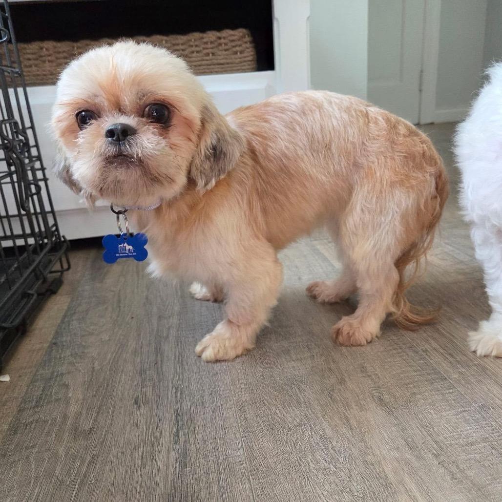 Enlarge Healy, a Adoptable Shih Tzu in St. Charles, IL image 3/6