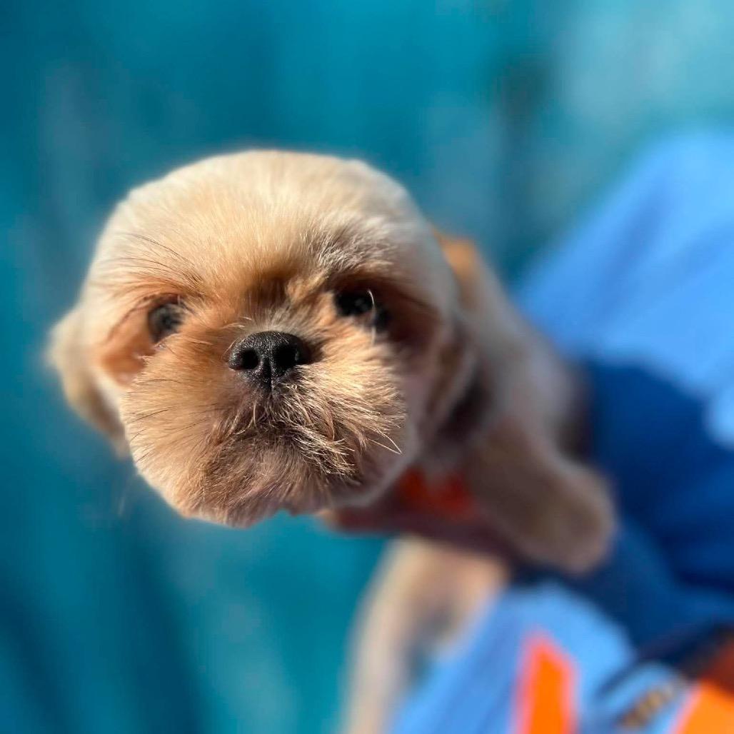 Enlarge Healy, a Adoptable Shih Tzu in St. Charles, IL image 4/6