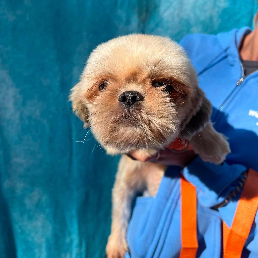 Enlarge Healy, a Adoptable Shih Tzu in St. Charles, IL image 5/6