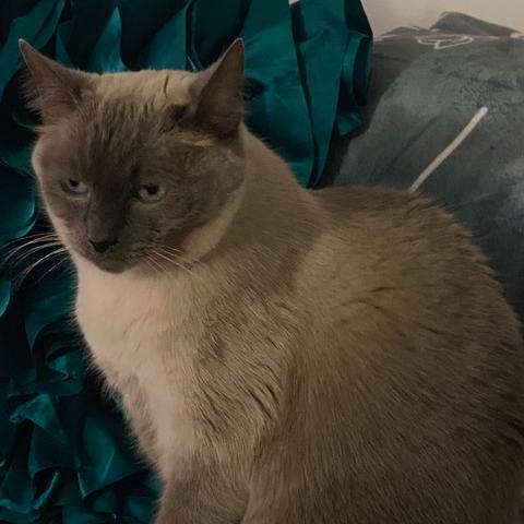 Harley, Adoptable, Senior Male Siamese.