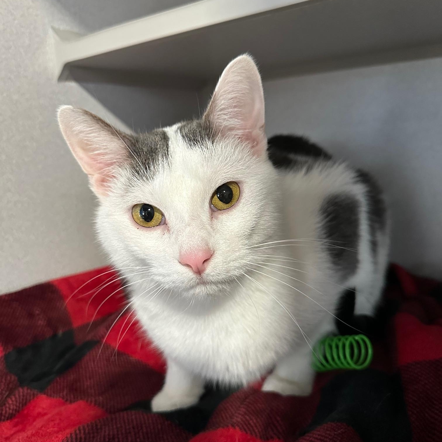 Enlarge Zoboomafoo, a ADOPTABLE Domestic Short Hair in Webster City, IA image 1/1