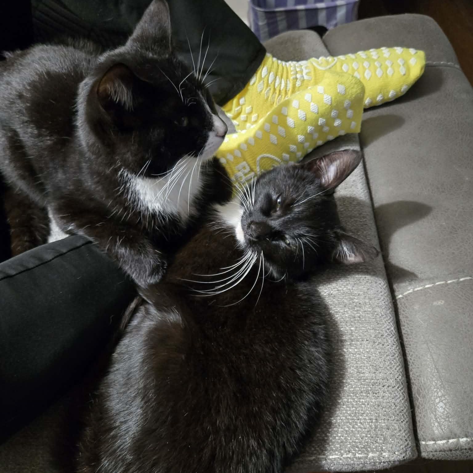 Enlarge Fletcher, an adopted Domestic Short Hair in Fulton, NY image 2/4