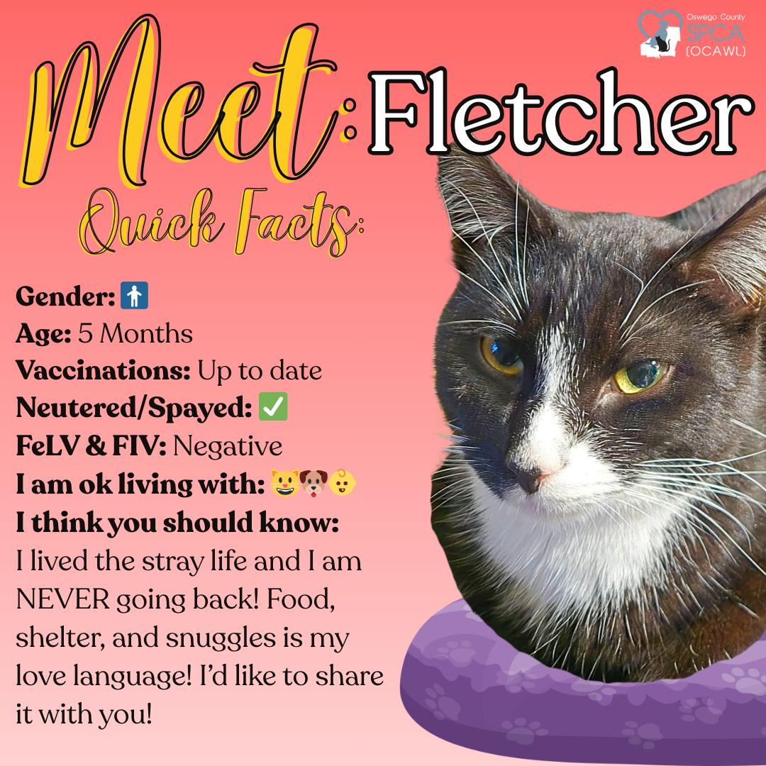 Enlarge Fletcher, an adopted Domestic Short Hair in Fulton, NY image 1/4