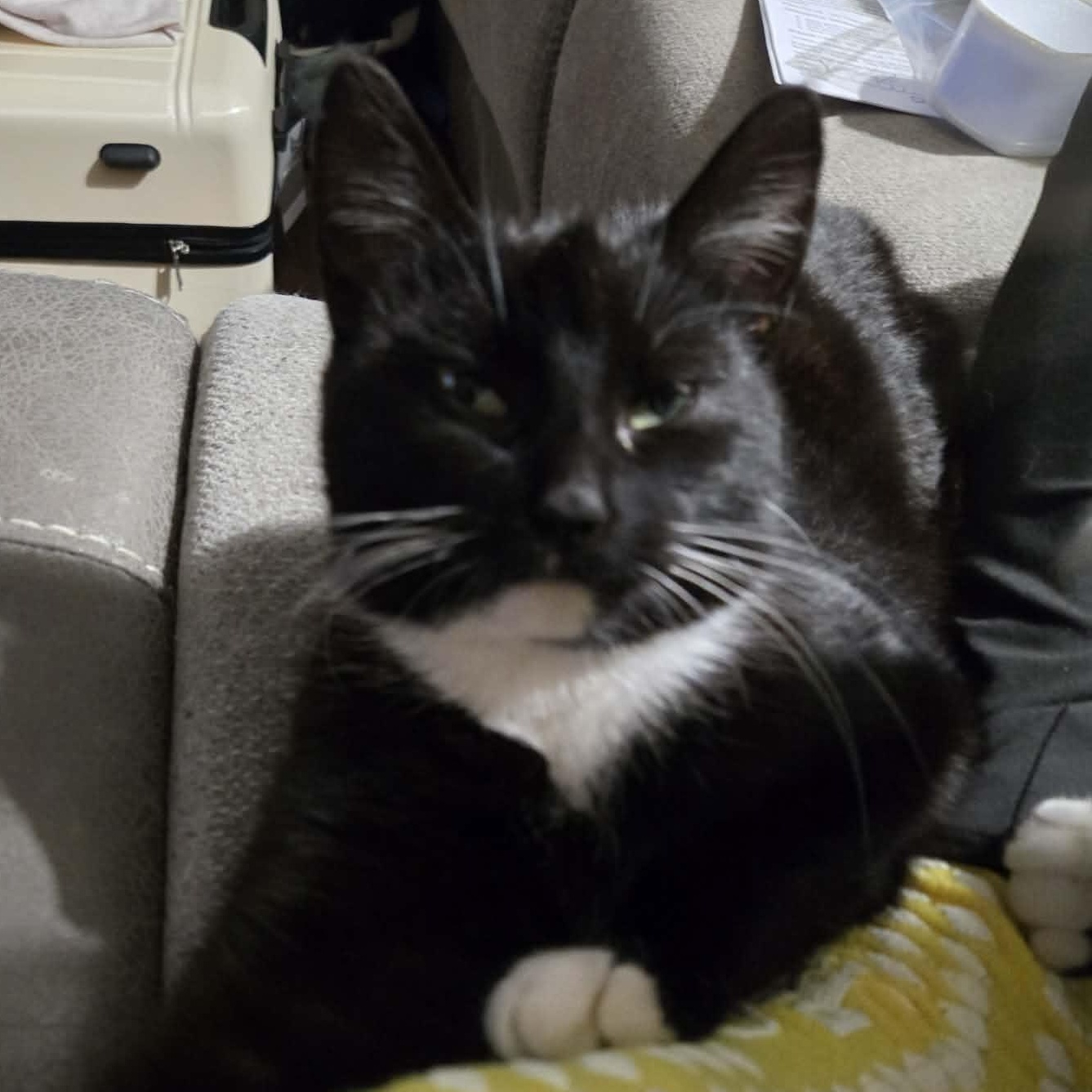 Enlarge Fletcher, an adopted Domestic Short Hair in Fulton, NY image 4/4