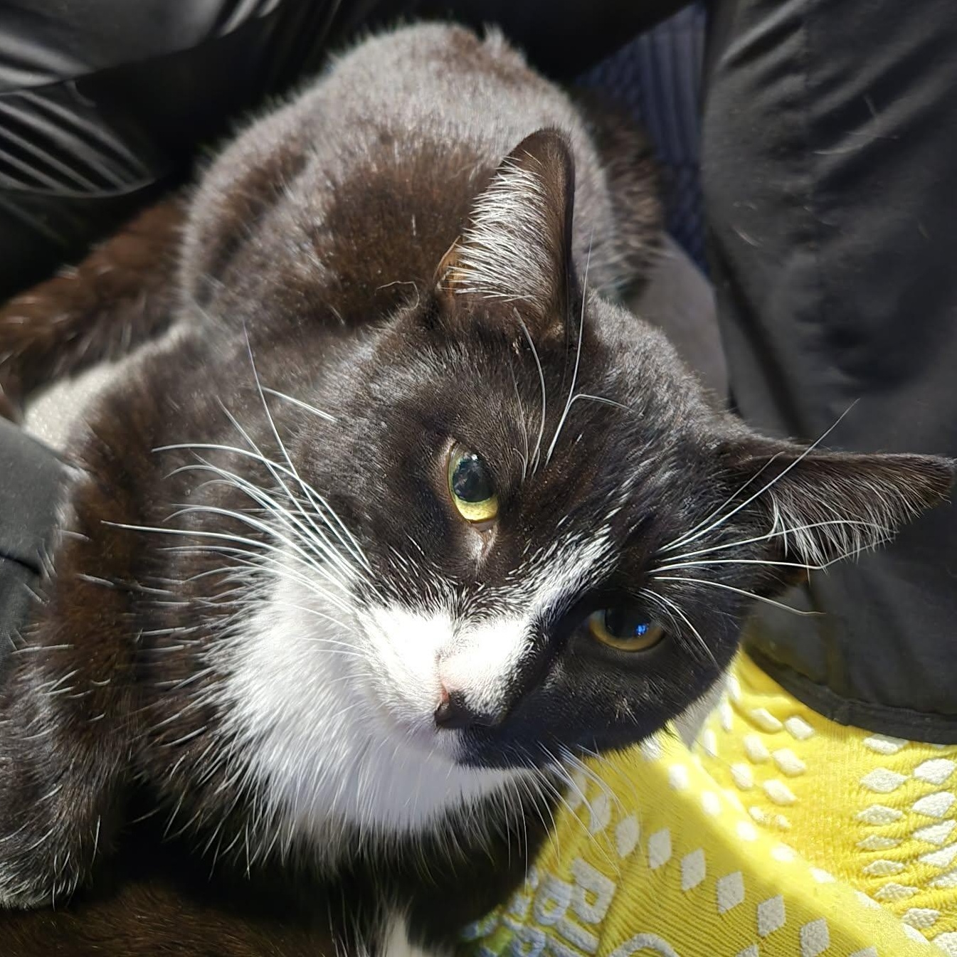 Enlarge Fletcher, an adopted Domestic Short Hair in Fulton, NY image 3/4