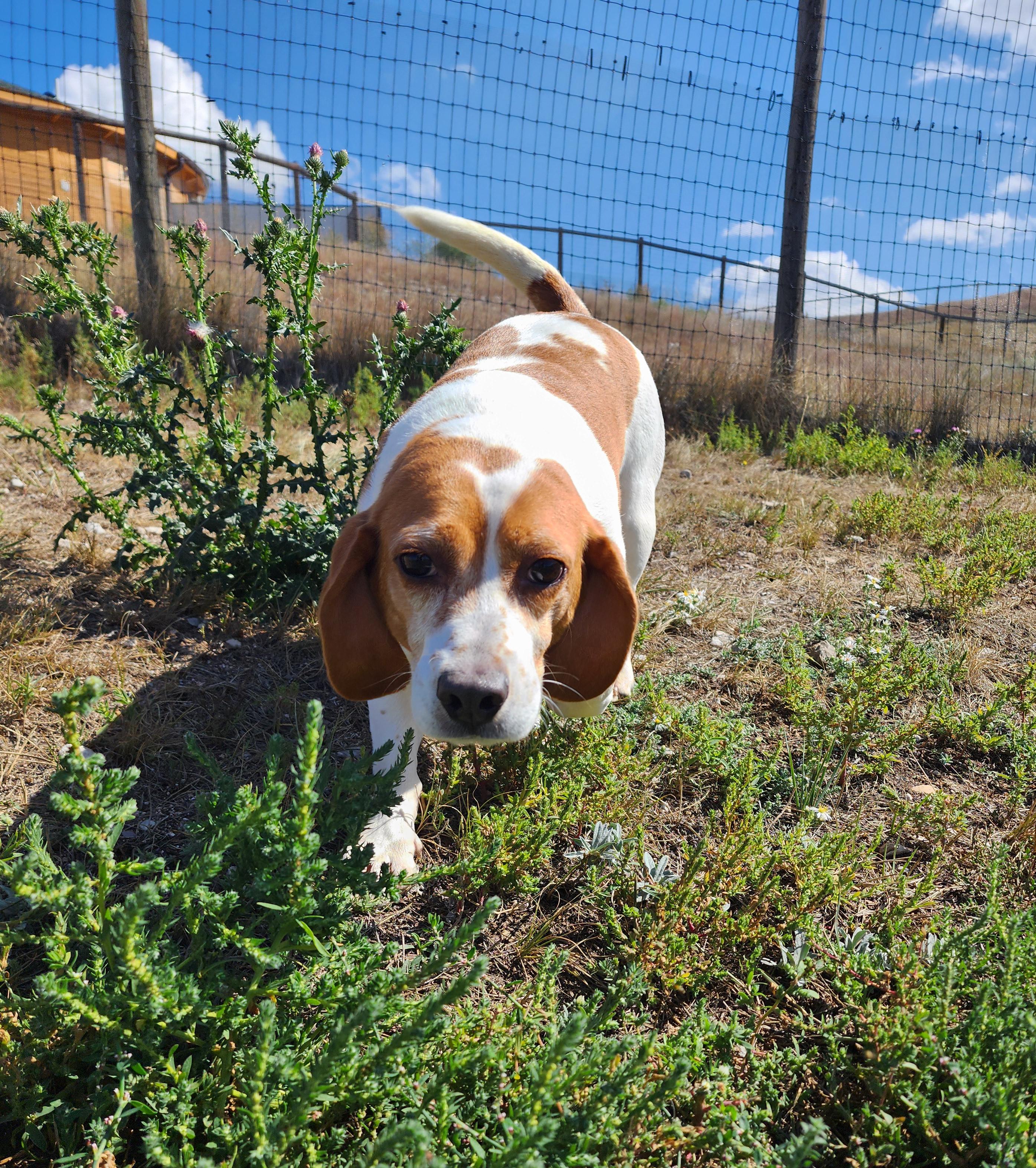 Aston, an adoptable Beagle in Hartville, WY, 82215 | Photo Image 1