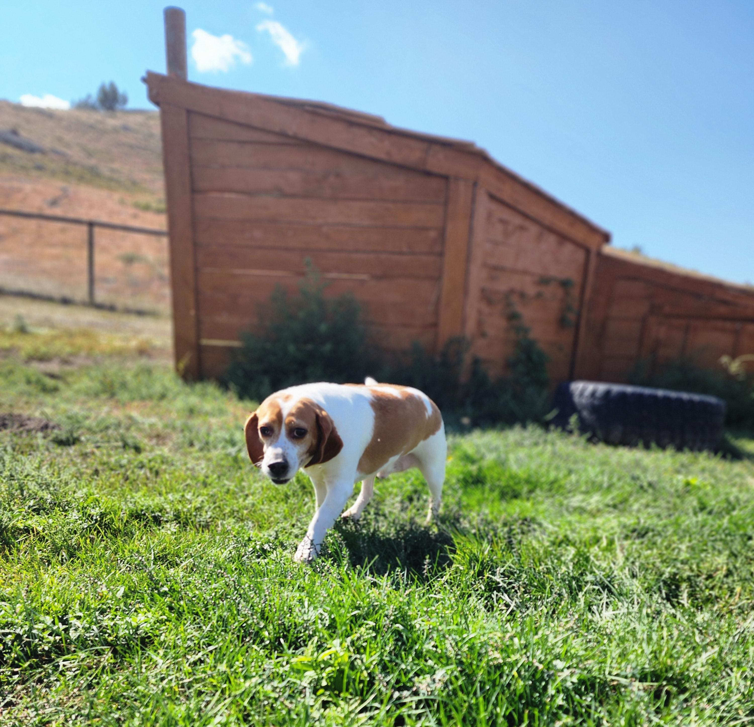 Aston, an adoptable Beagle in Hartville, WY, 82215 | Photo Image 2