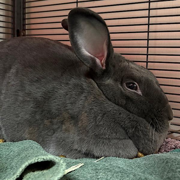 Enlarge Jellyroll, a Adoptable mixed breed in Des Moines, IA image 1/1