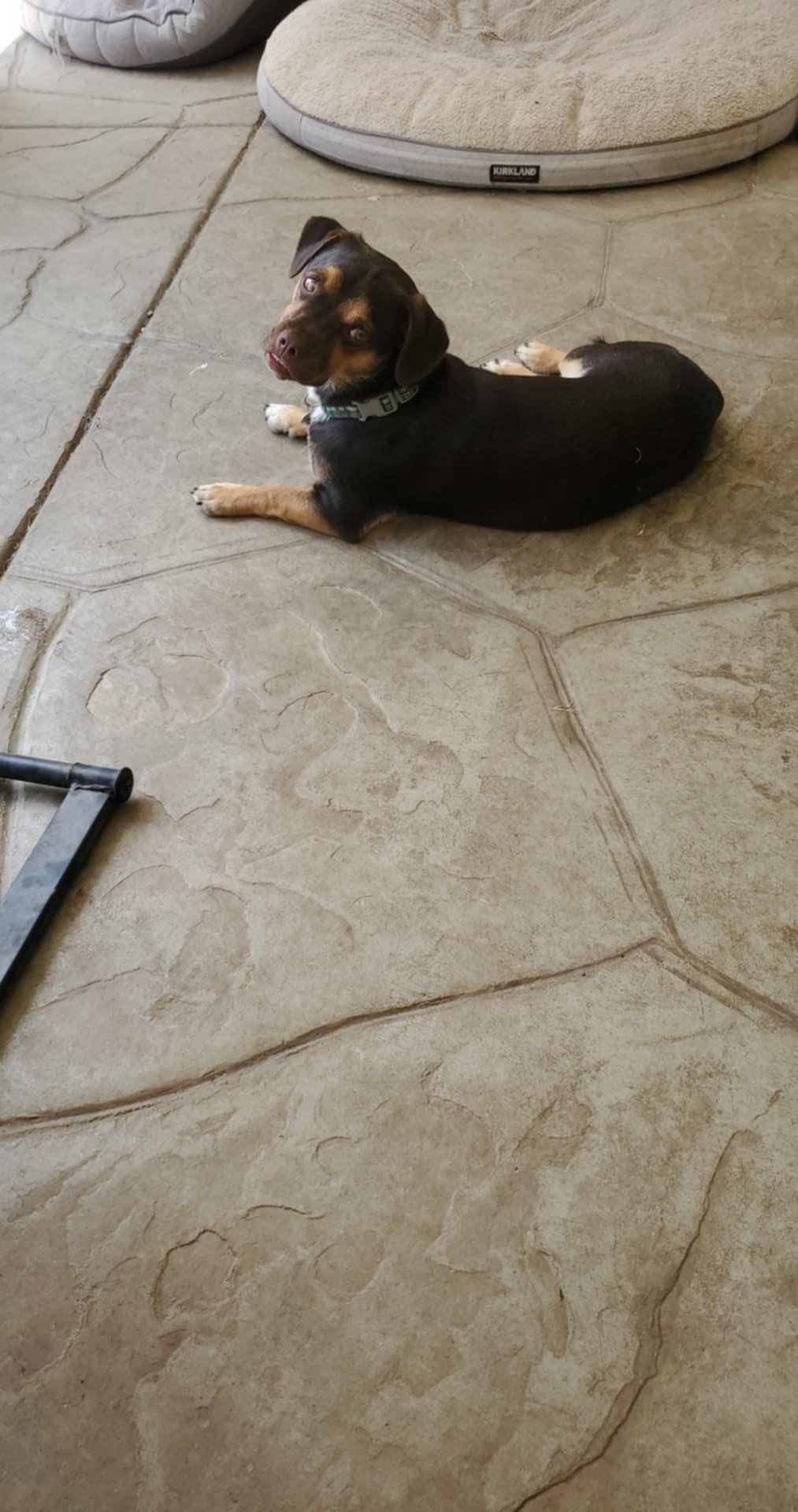 Elliot, Adoptable, Puppy Male Pug & Dachshund.