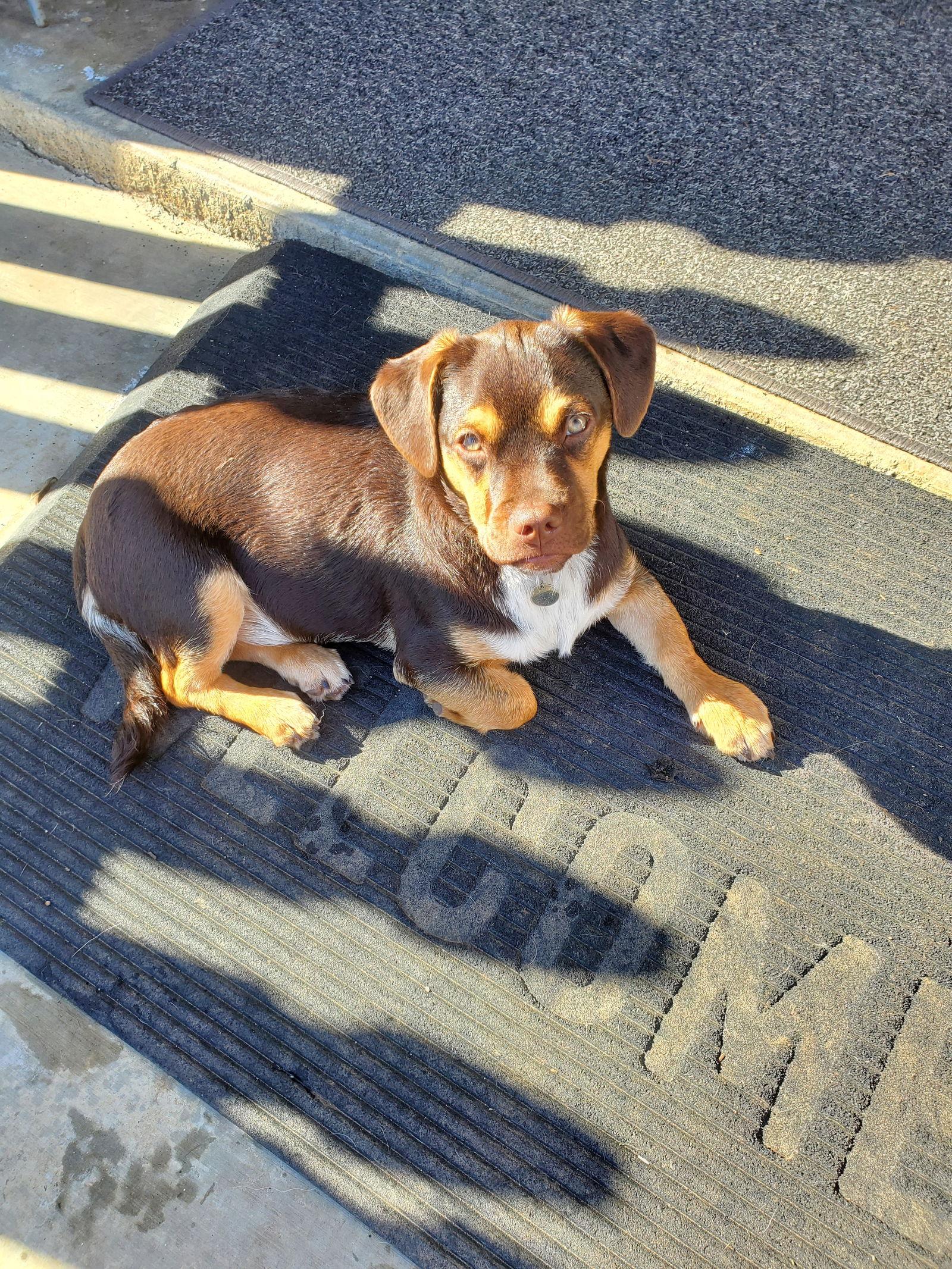 Enlarge Elliot, a Adoptable mixed breed in Escondido, CA image 2/3