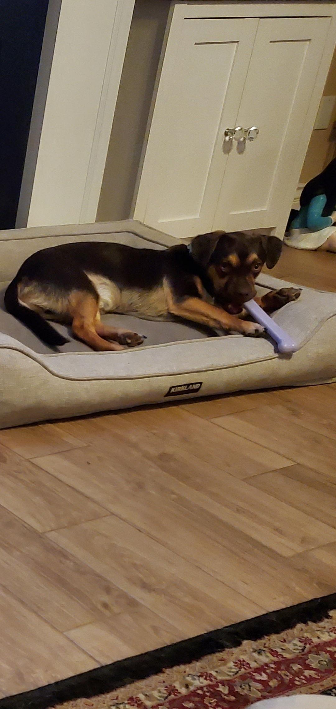 Enlarge Elliot, a Adoptable mixed breed in Escondido, CA image 3/3