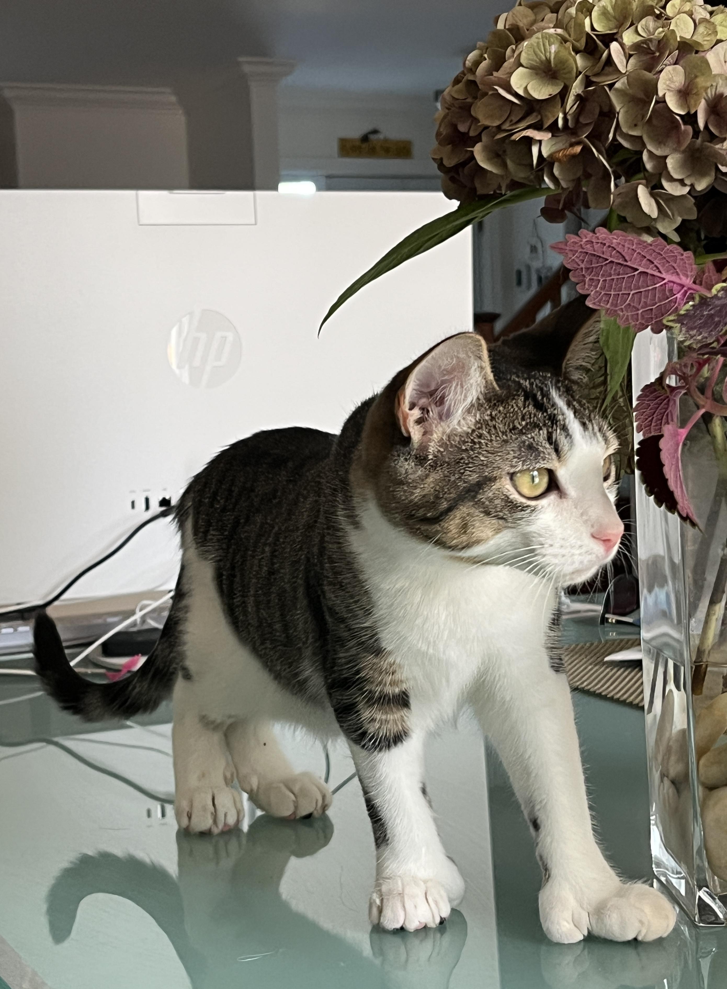 VELCRO (CR/SC), a Adoptable mixed breed in Sainte-Angele-de-Monnoir, QC image 3/6