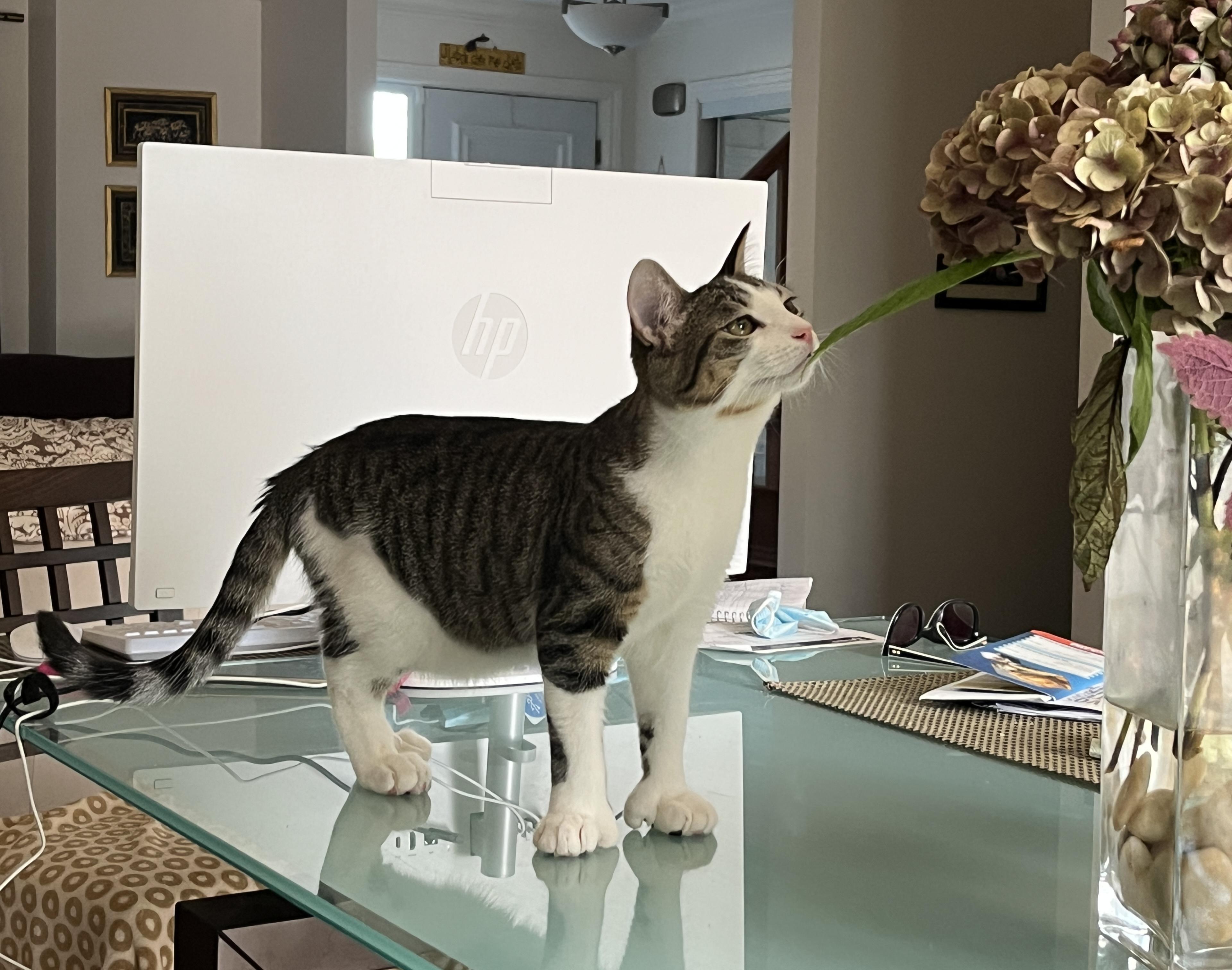 VELCRO (CR/SC), a Adoptable mixed breed in Sainte-Angele-de-Monnoir, QC image 4/6