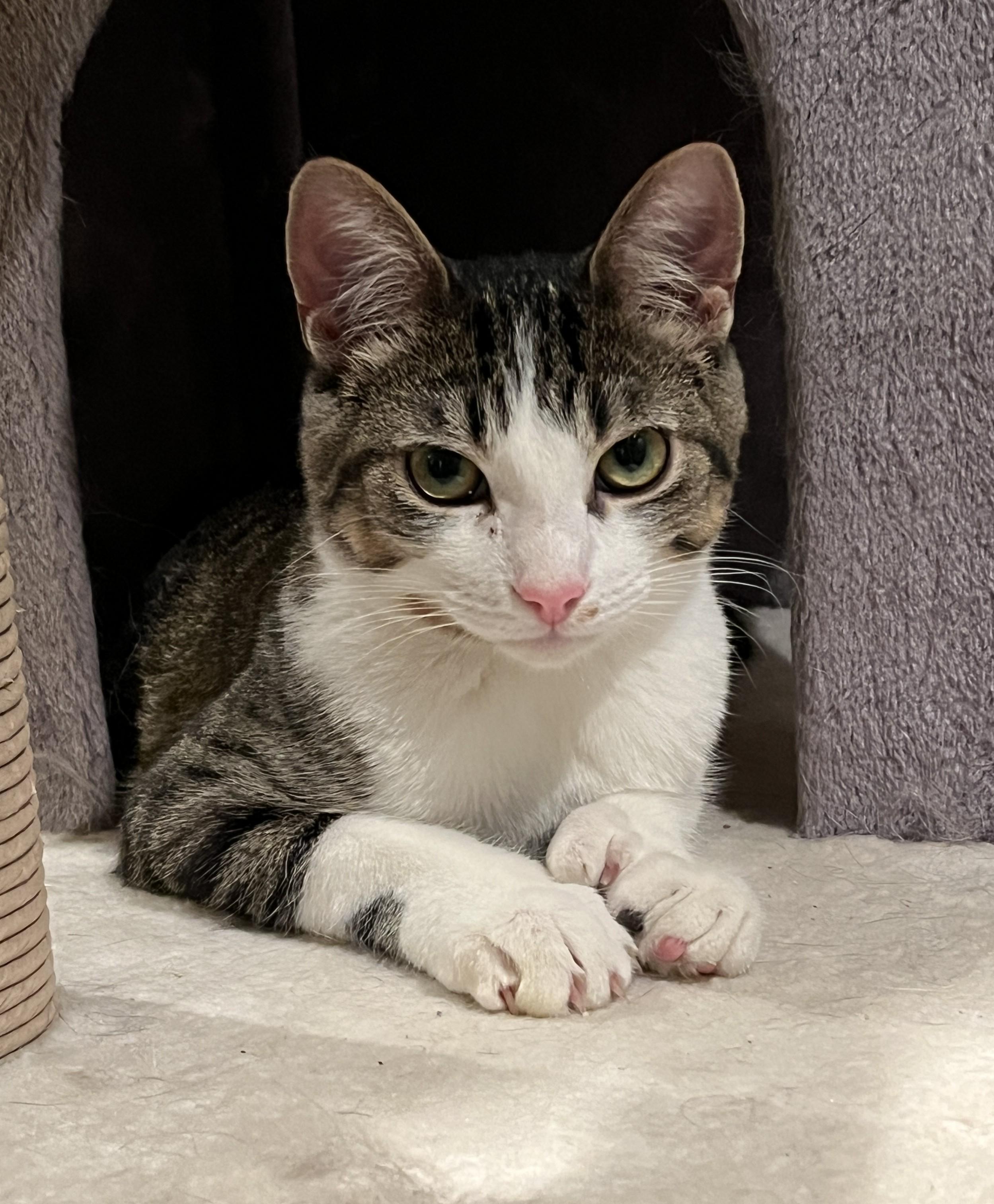 VELCRO (CR/SC), a Adoptable mixed breed in Sainte-Angele-de-Monnoir, QC image 2/6