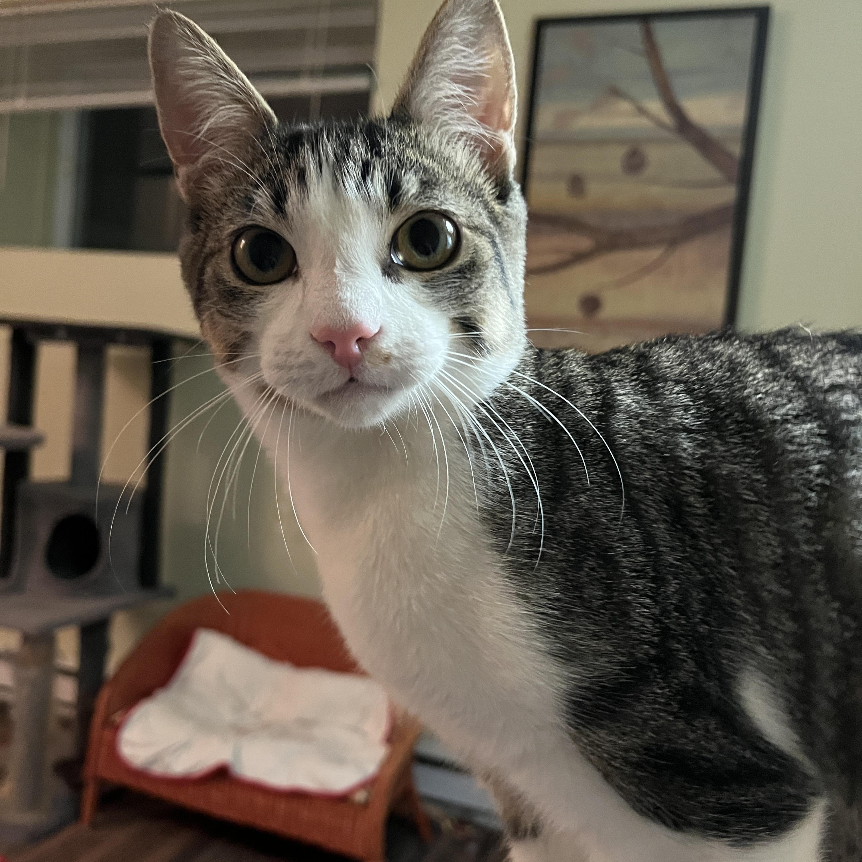 VELCRO (CR/SC), Adoptable, Kitten Male Extra-Toes Cat / Hemingway Polydactyl & Domestic Short Hair.