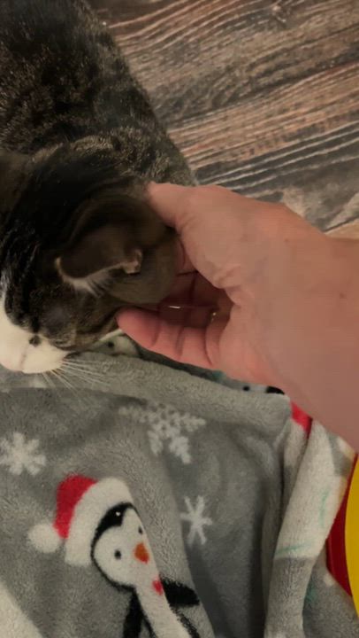 Enlarge VELCRO (CR/SC), a Adoptable mixed breed in Sainte-Angele-de-Monnoir, QC video 6/6