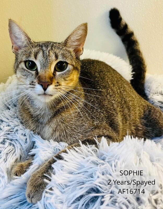 Sophie, Adoptable, Adult Female Domestic Short Hair.