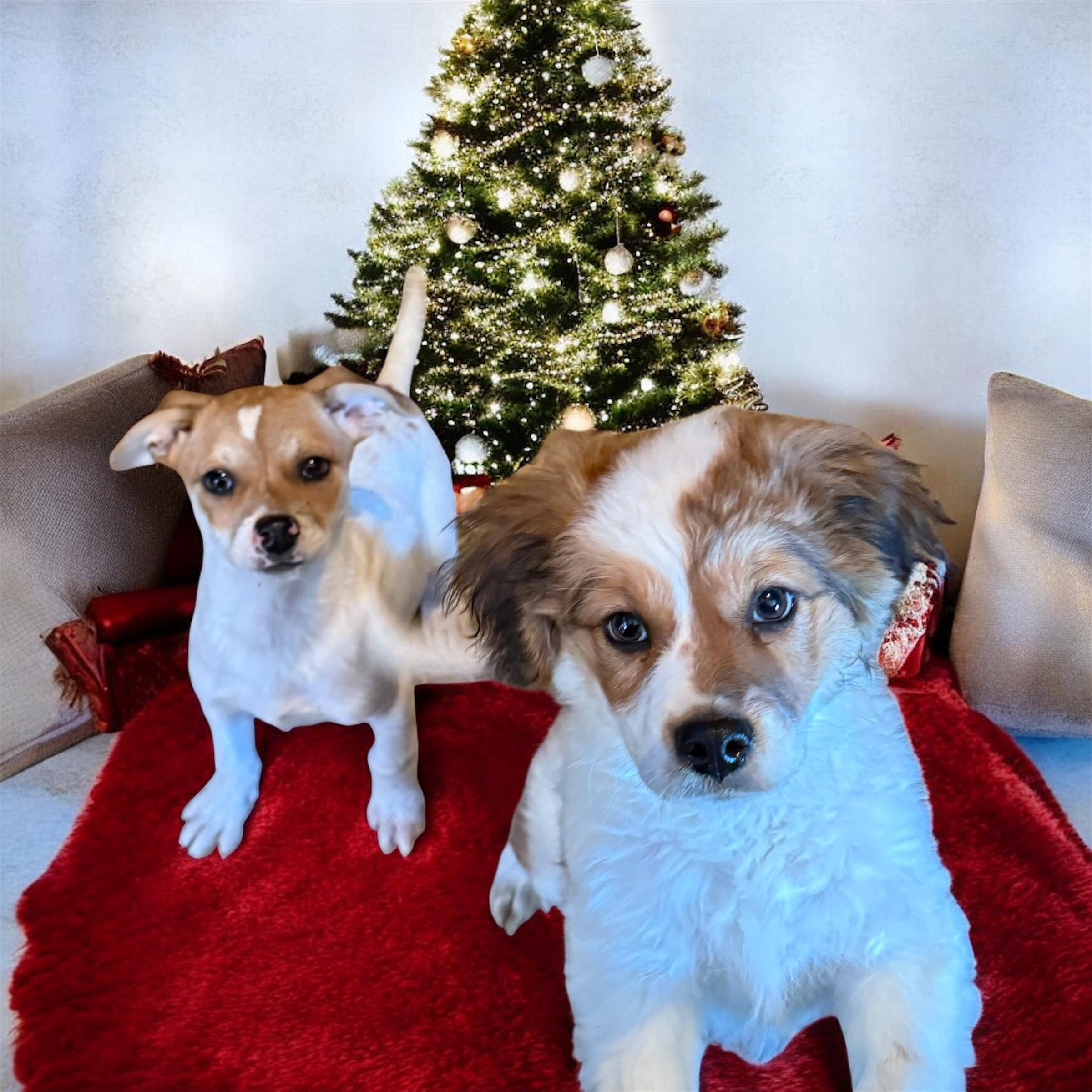 Enlarge London, an adoptable mixed breed in South Saint Paul, MN image 3/3