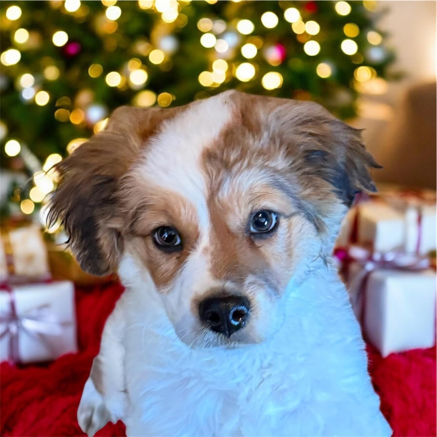 Enlarge London, an adoptable mixed breed in South Saint Paul, MN image 1/3