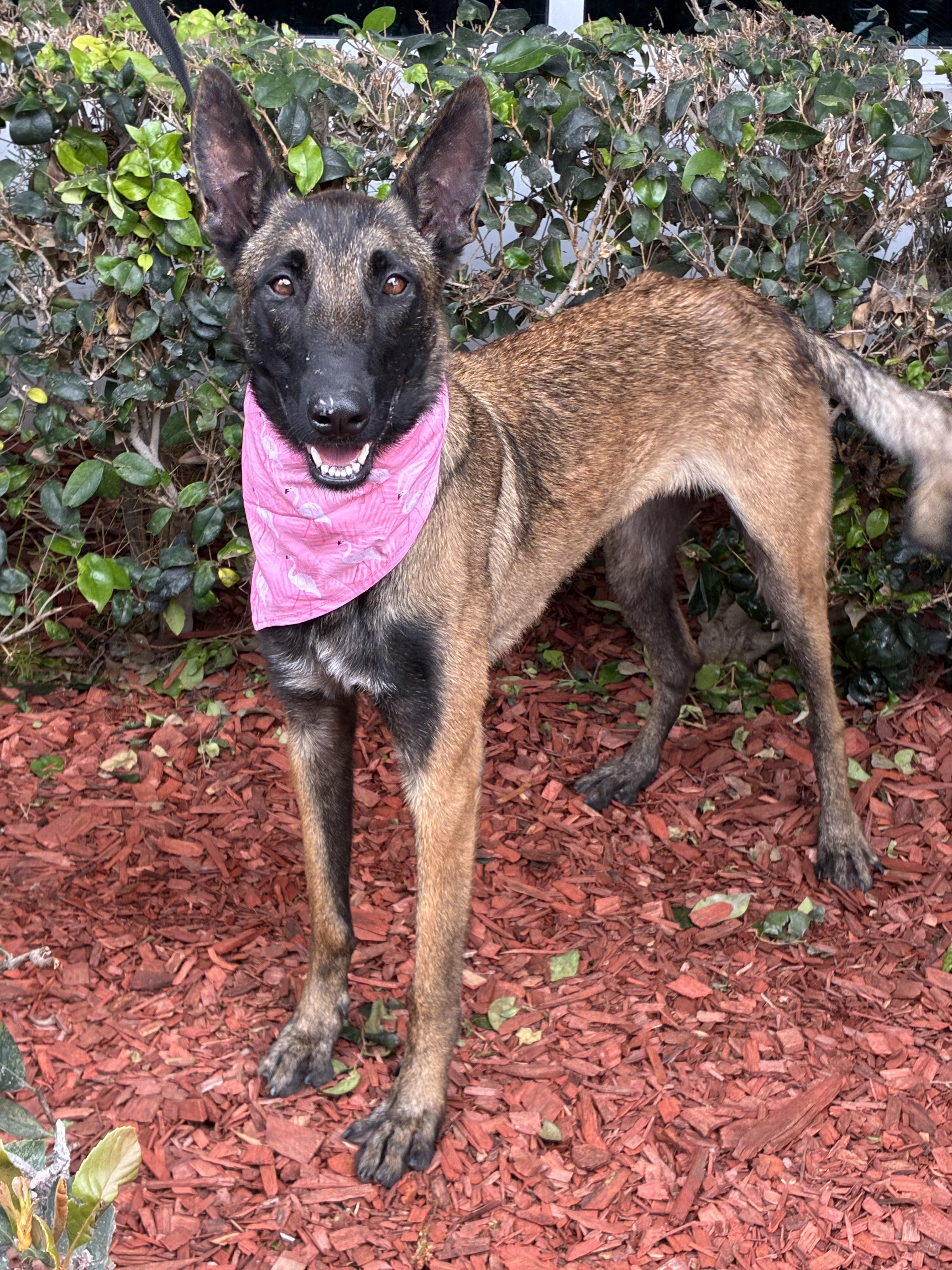 Enlarge Zues, an adopted Belgian Shepherd / Malinois in South El Monte, CA image 1/1