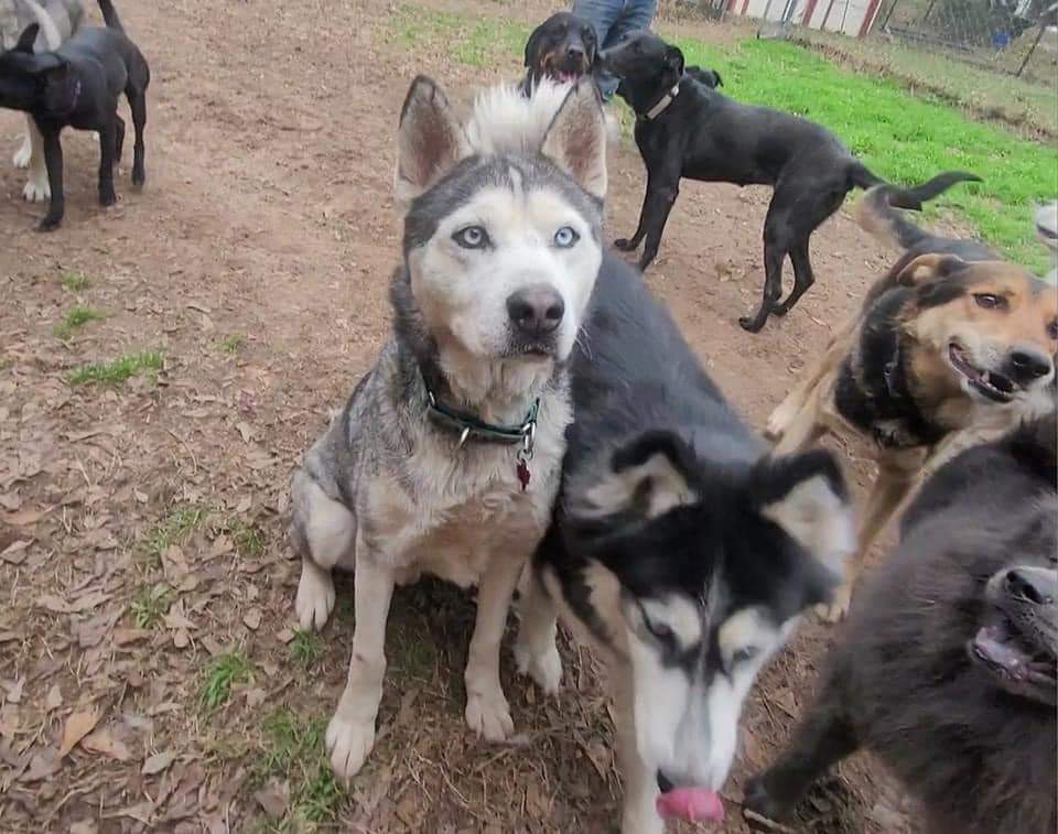 Enlarge Pepper, a Adopted Siberian Husky in Sugar Land, TX image 1/15