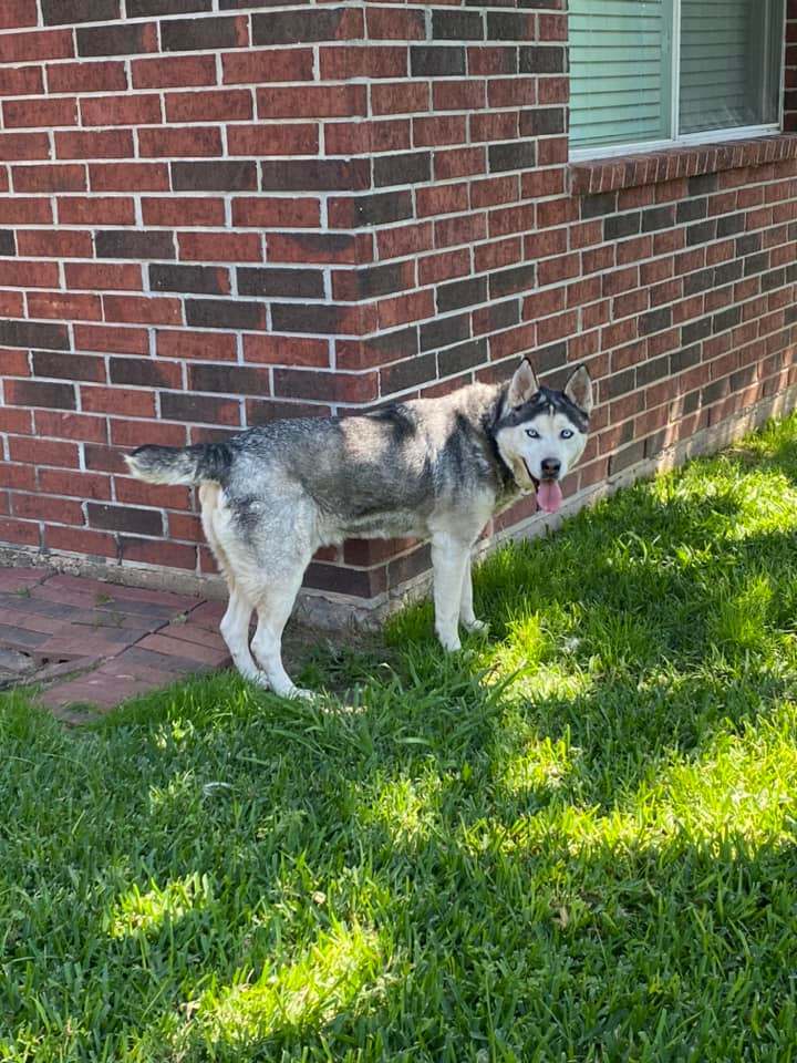 Enlarge Pepper, a Adopted Siberian Husky in Sugar Land, TX image 2/15