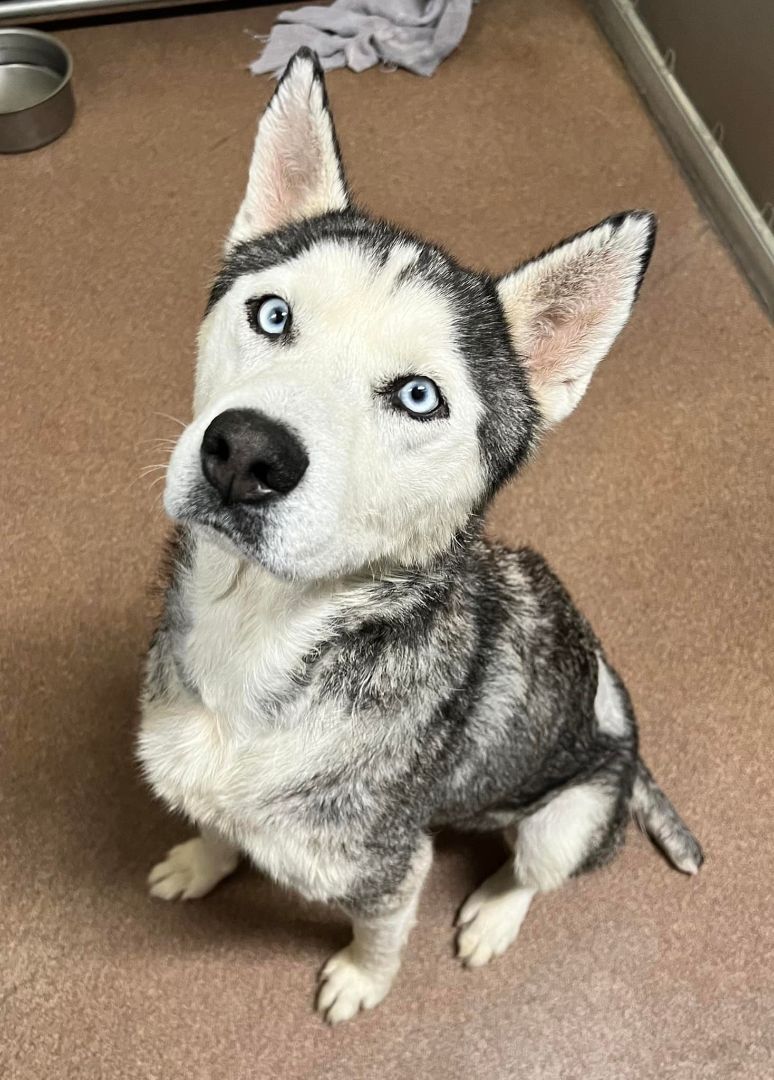 Enlarge Pepper, a Adopted Siberian Husky in Sugar Land, TX image 3/15